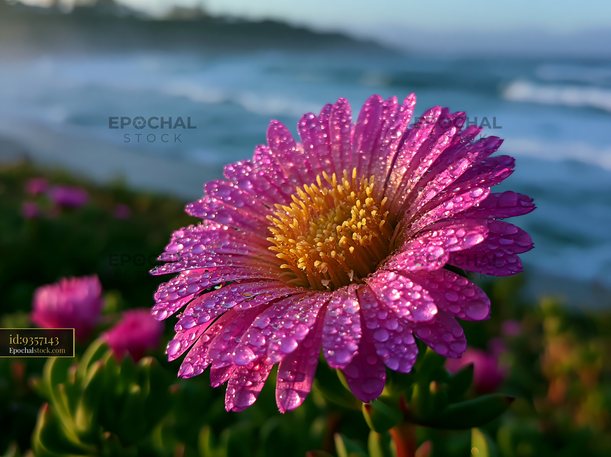 Watermarked full-resolution preview of Close-up of pink flower with dew drops by the ocean