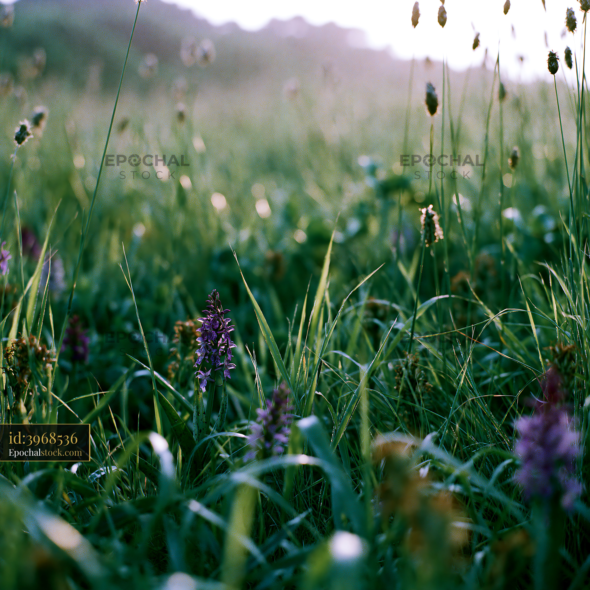 Watermarked full-resolution preview of Wildflowers in a green meadow at sunrise