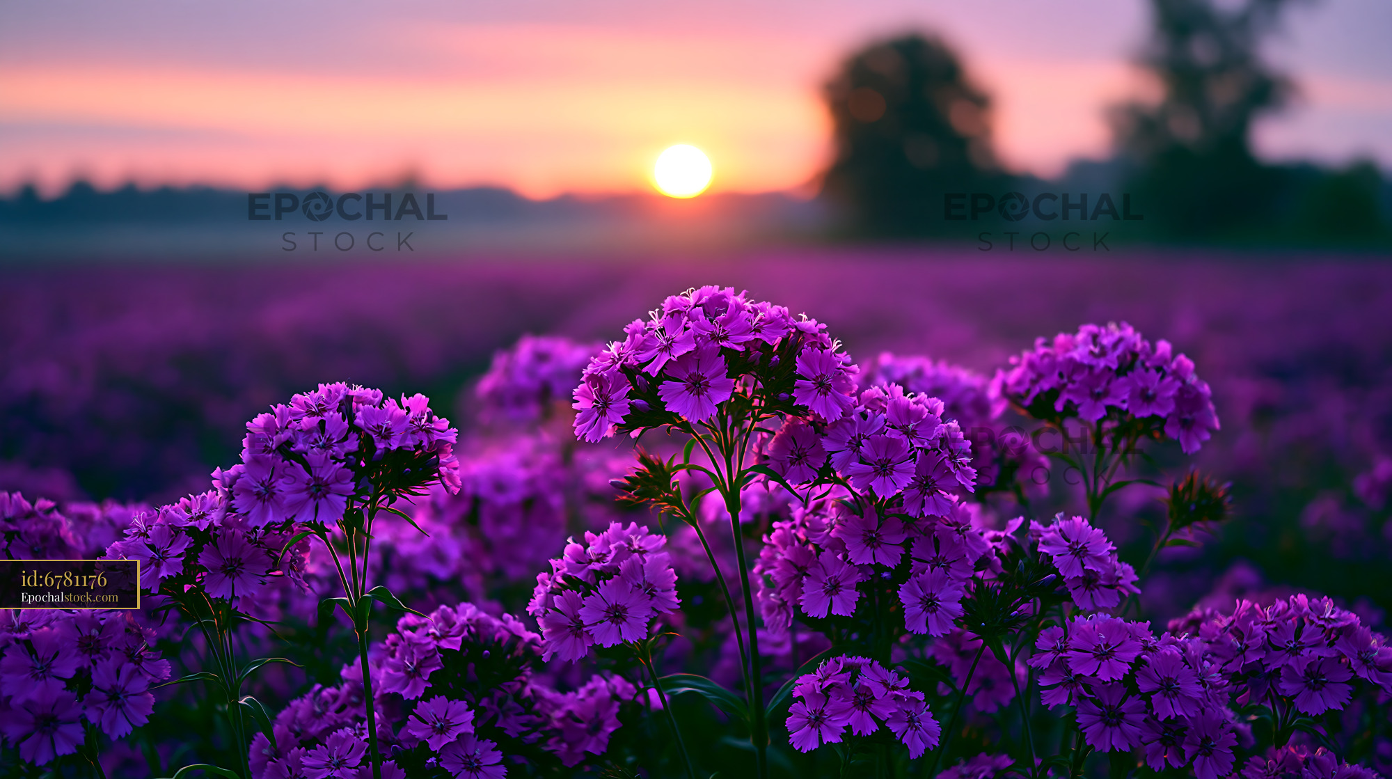 Watermarked full-resolution preview of Violet flowers bloom at sunset in a vast field