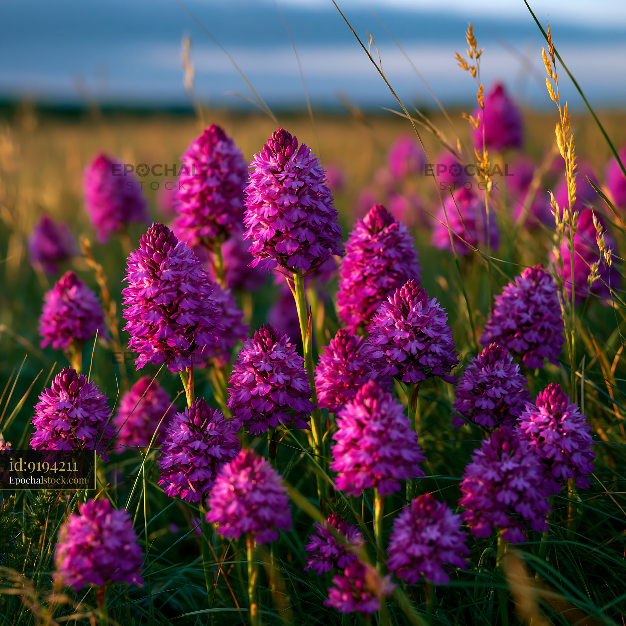 Pyramidal Orchids in a Chalk Grassland During Golden Hour - stock photo