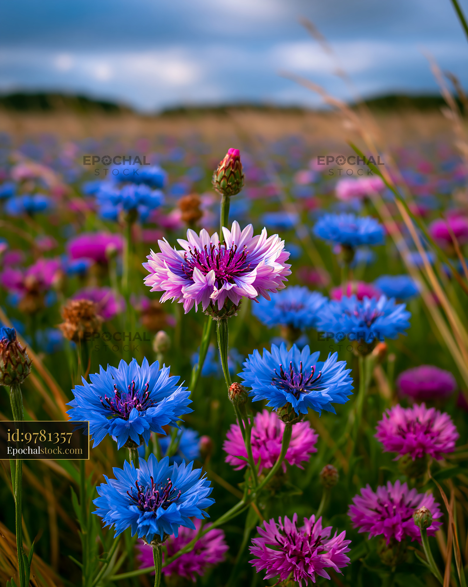 Watermarked full-resolution preview of Colorful flowers bloom in a field during daylight hours