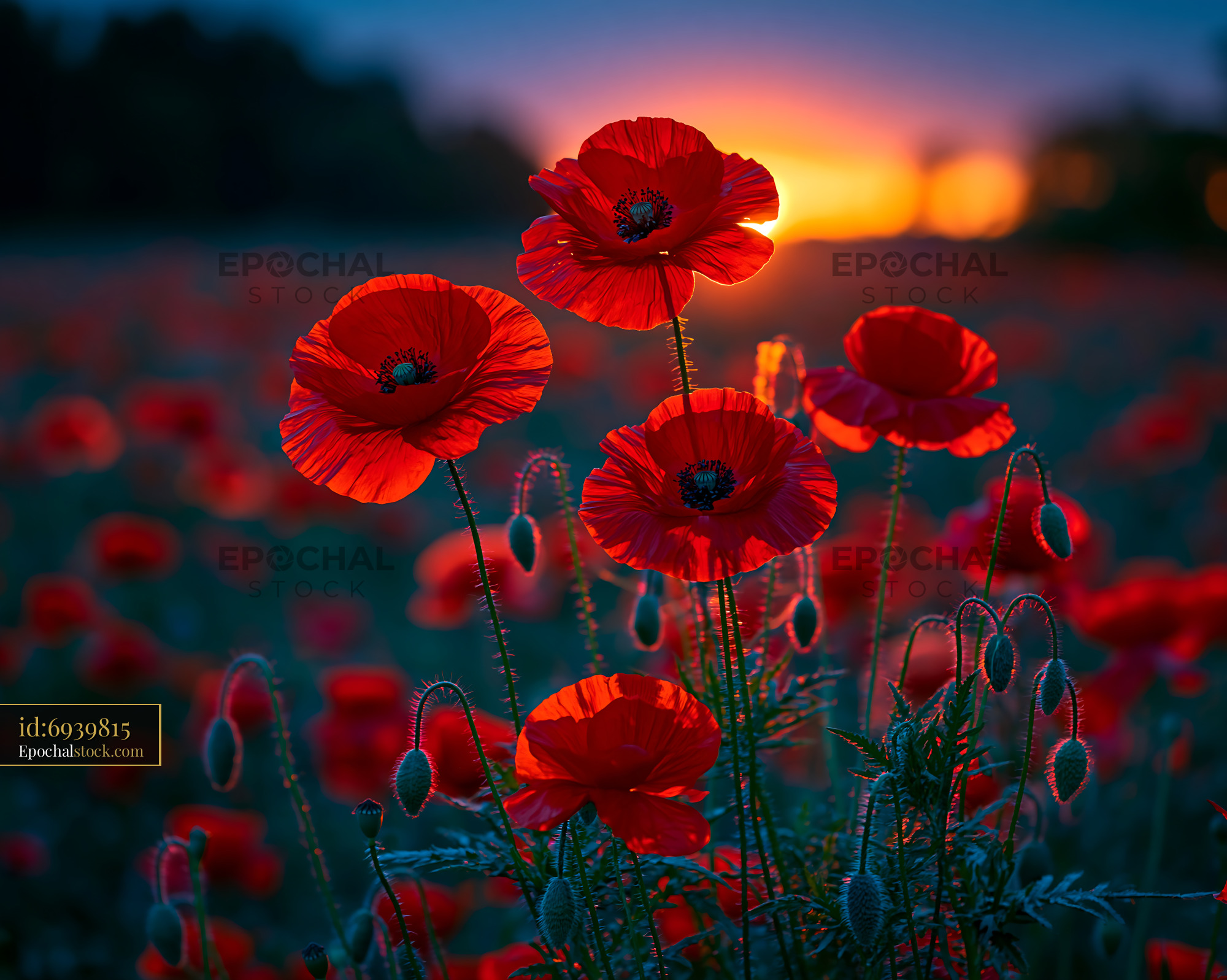 Poppies Bloom at Sunset in a Vibrant Field Filled With Flowers - stock photo