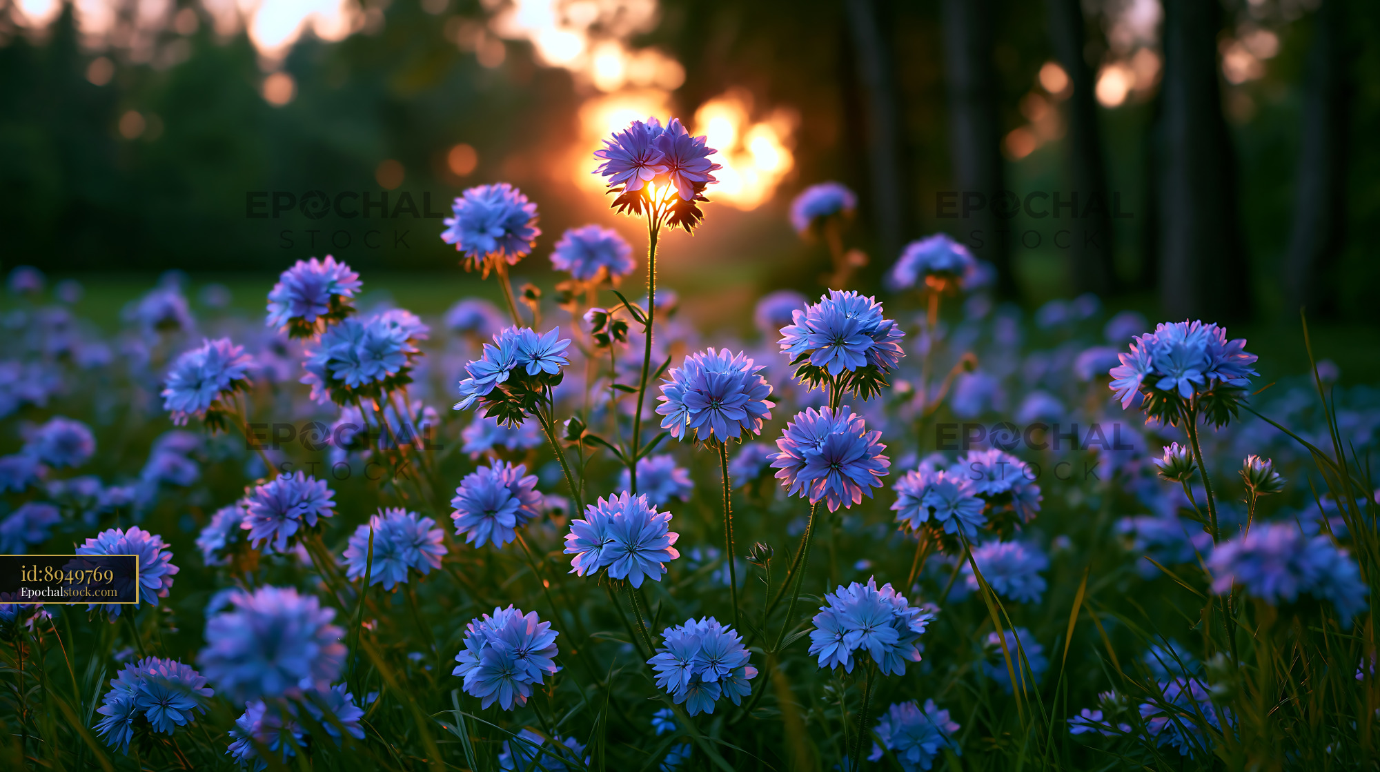 Flowers Bloom in a Field During Sunset With Orange Light - stock photo