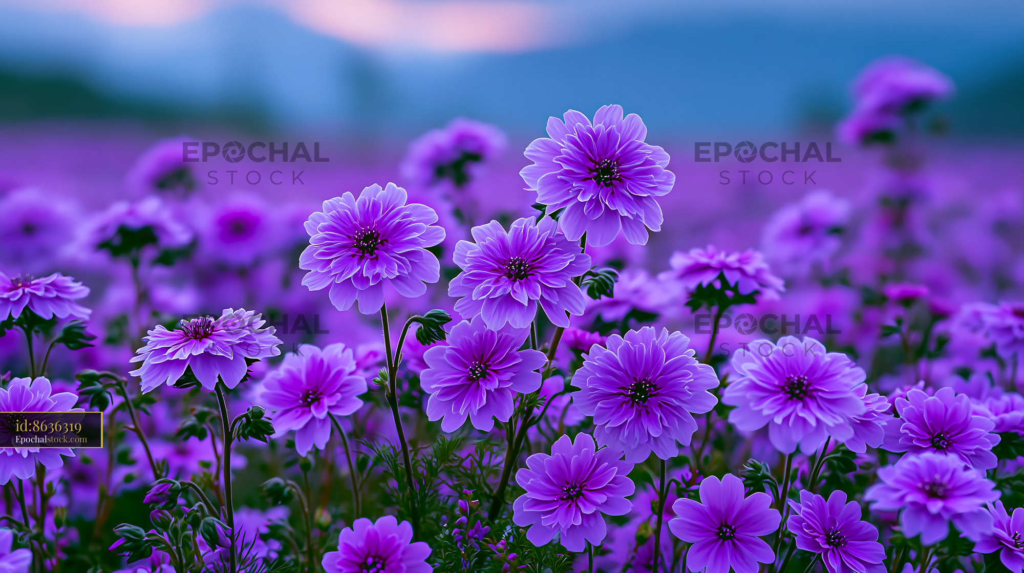 Watermarked full-resolution preview of Vibrant purple flowers blooming in a lush field