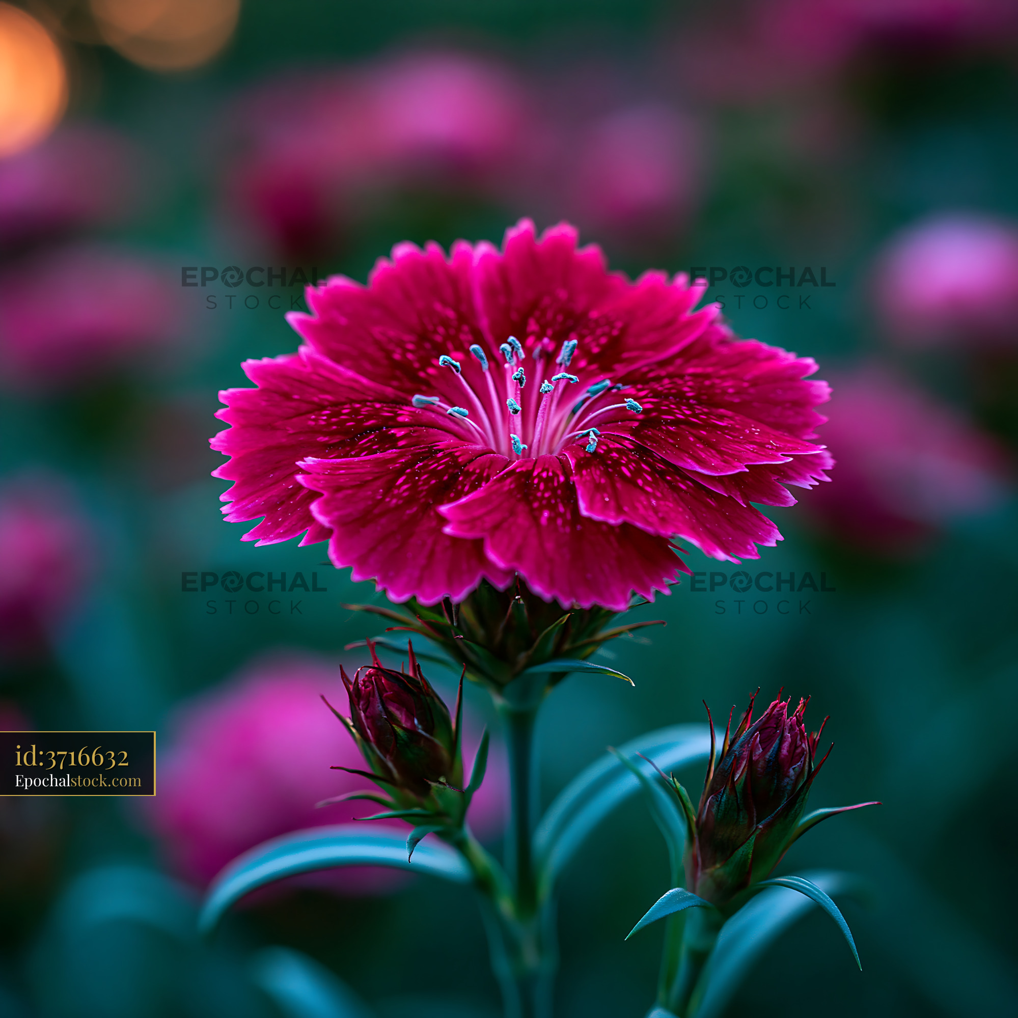 Watermarked full-resolution preview of Bright pink flower with buds in a garden
