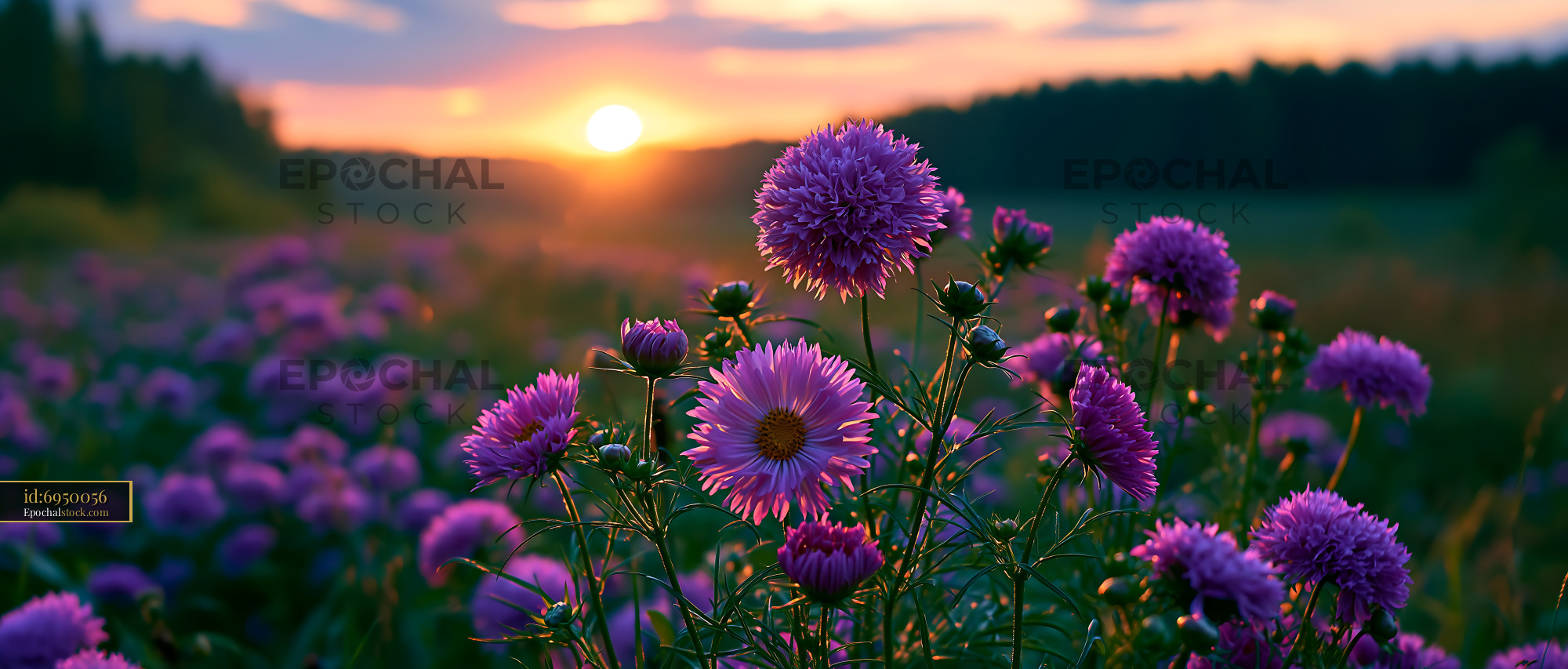 Flowers Bloom Under Sunset Sky in a Field With Vibrant Colors - stock photo