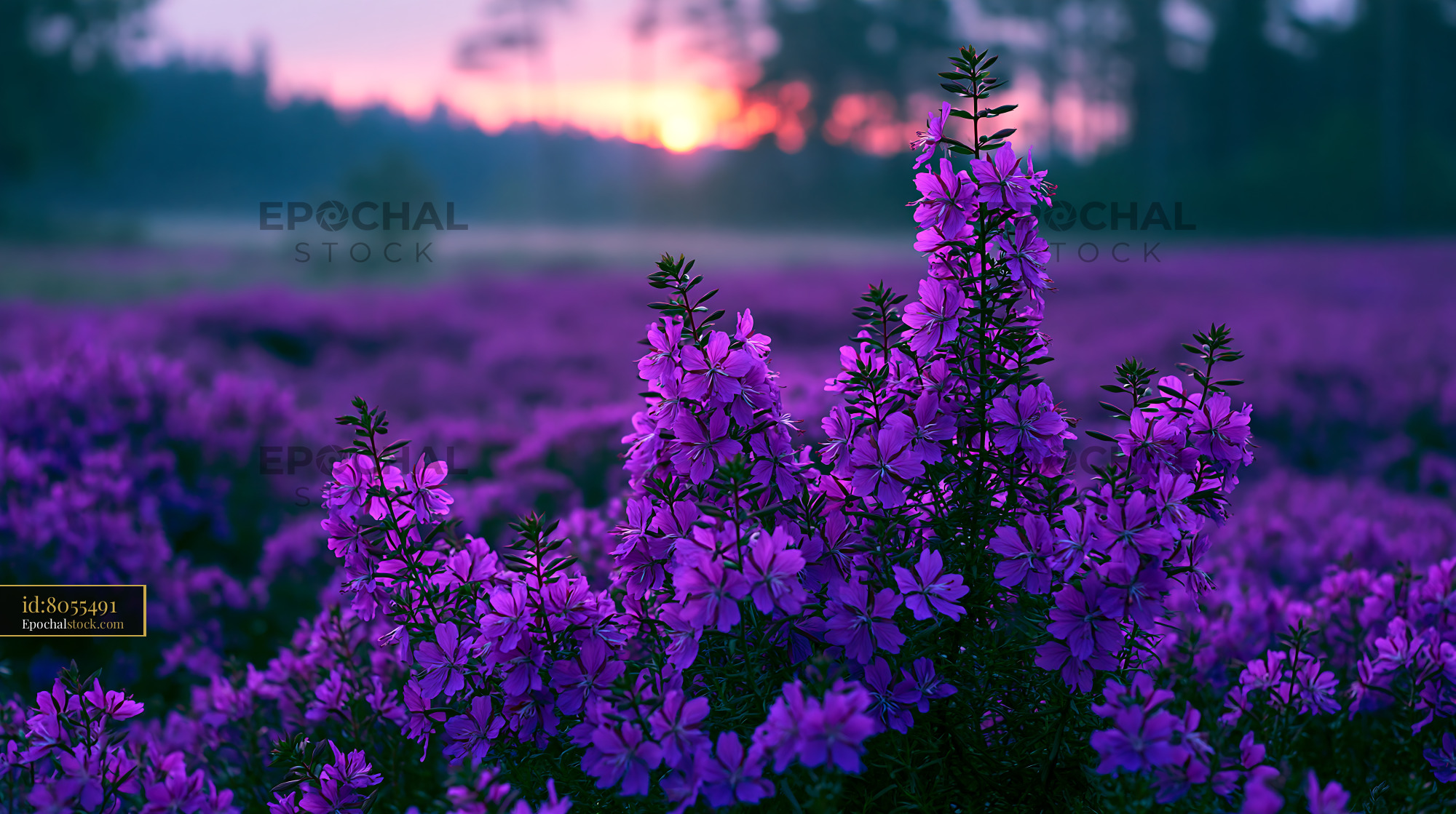 Watermarked full-resolution preview of Blooming purple flowers at sunset in a natural landscape