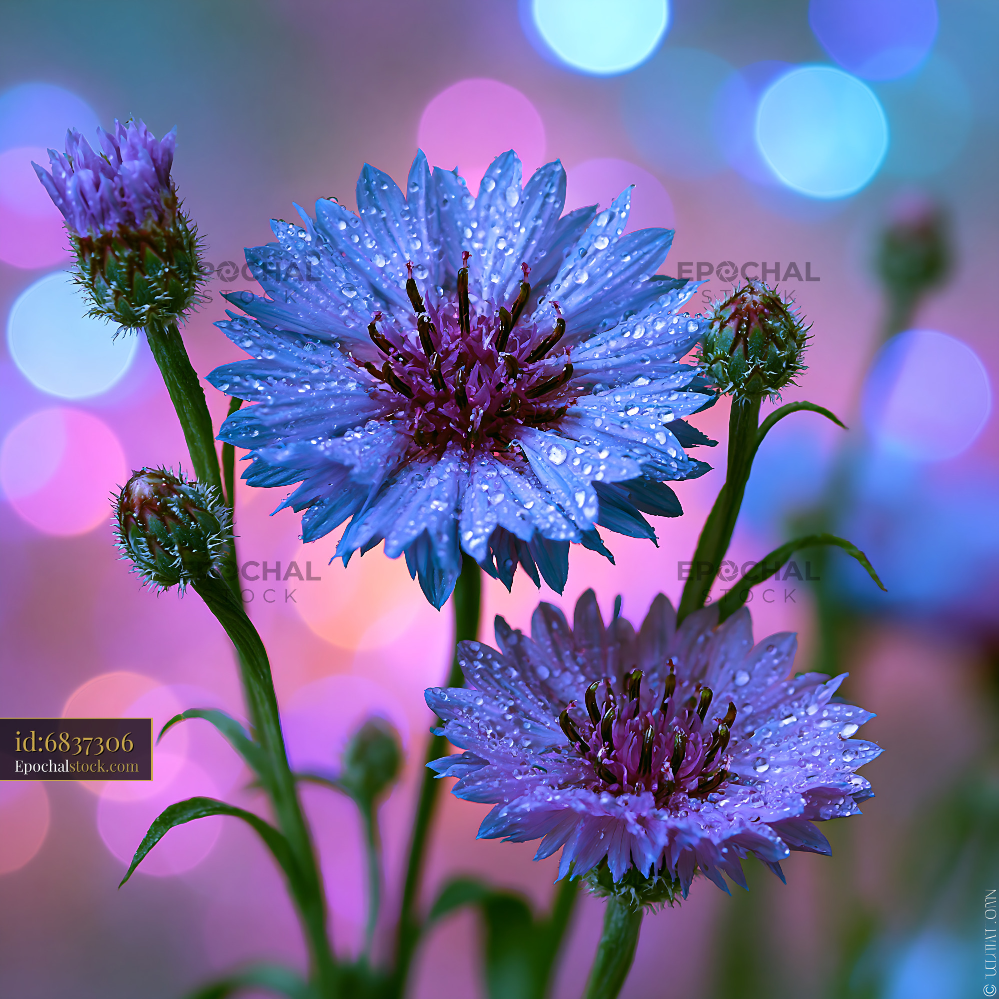 Purple Flowers With Drops of Water Against a Colorful Background - stock photo