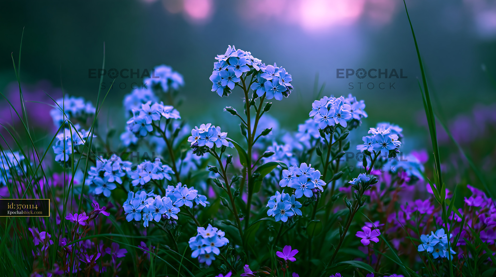 Watermarked full-resolution preview of Wildflowers in bloom at dusk in a forest clearing