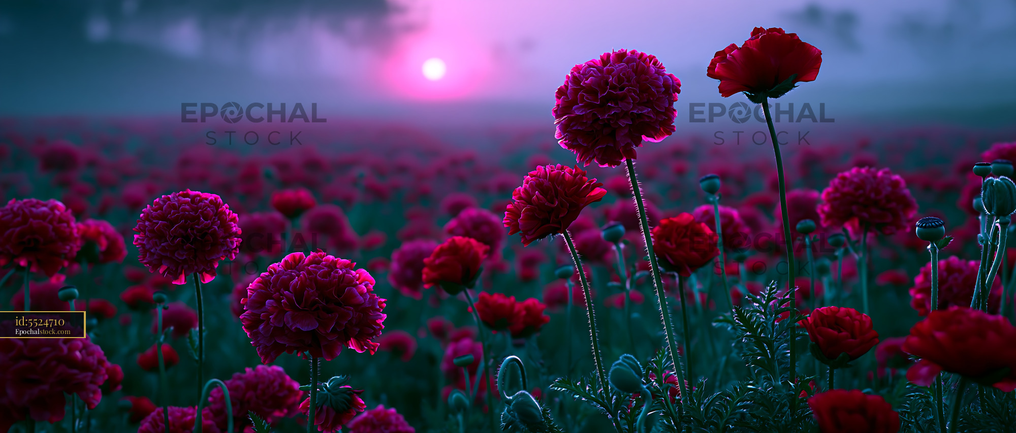 Watermarked full-resolution preview of Purple flowers bloom during sunset near a field