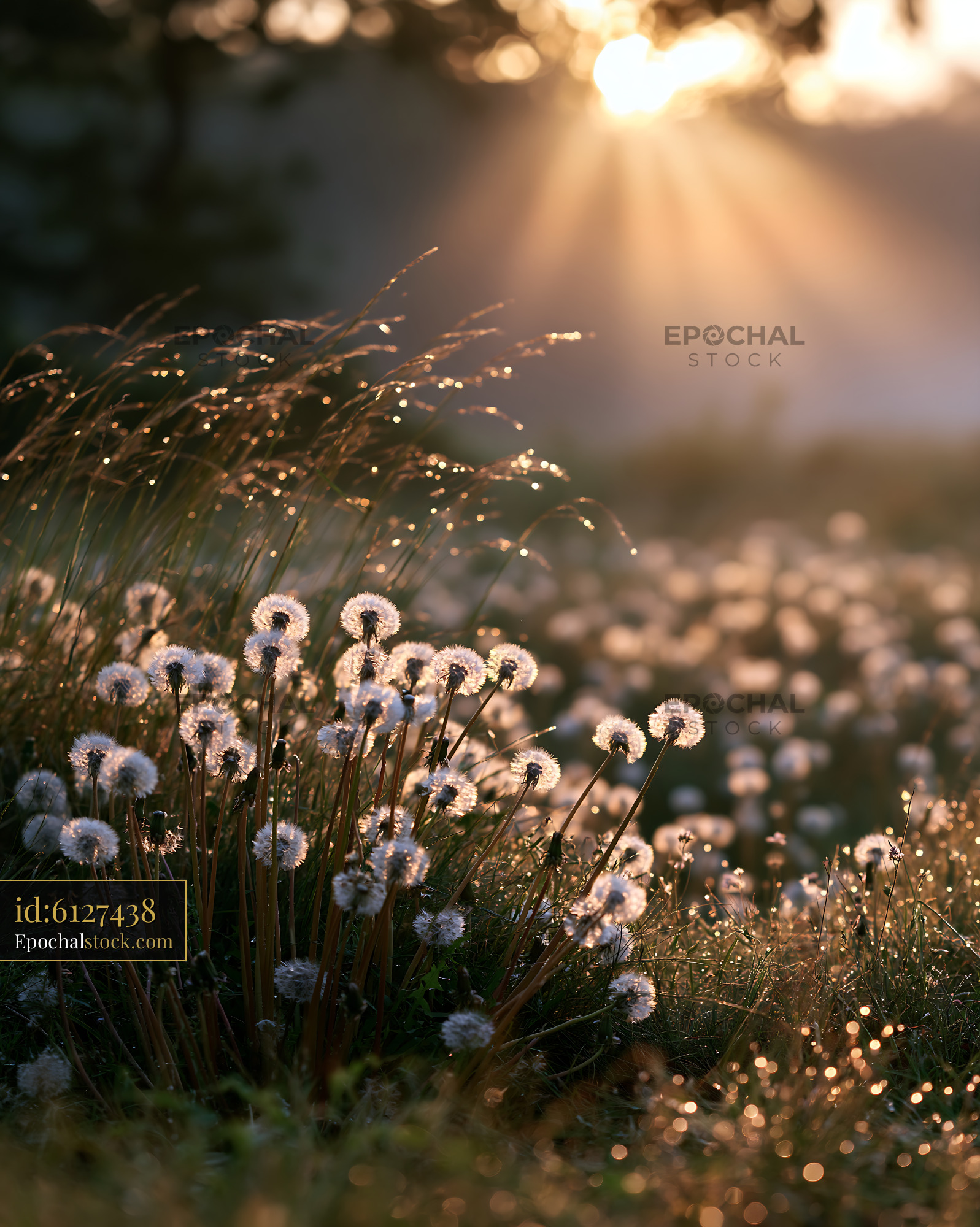 Dandelion Flowers in Meadow During Golden Hour With Morning Dew - stock photo