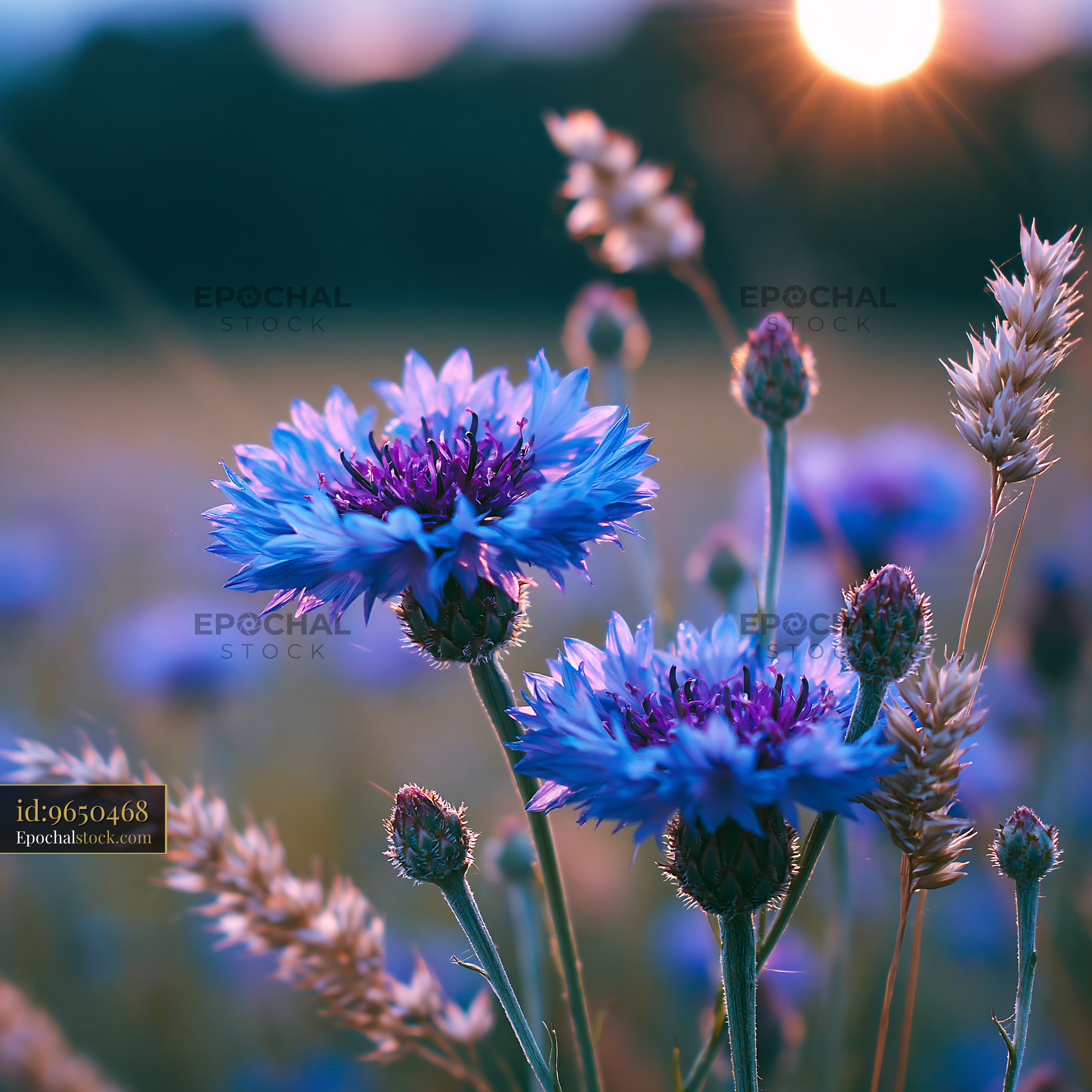 Blue Flowers Bloom Under Setting Sun in a Field With Grasses - stock photo