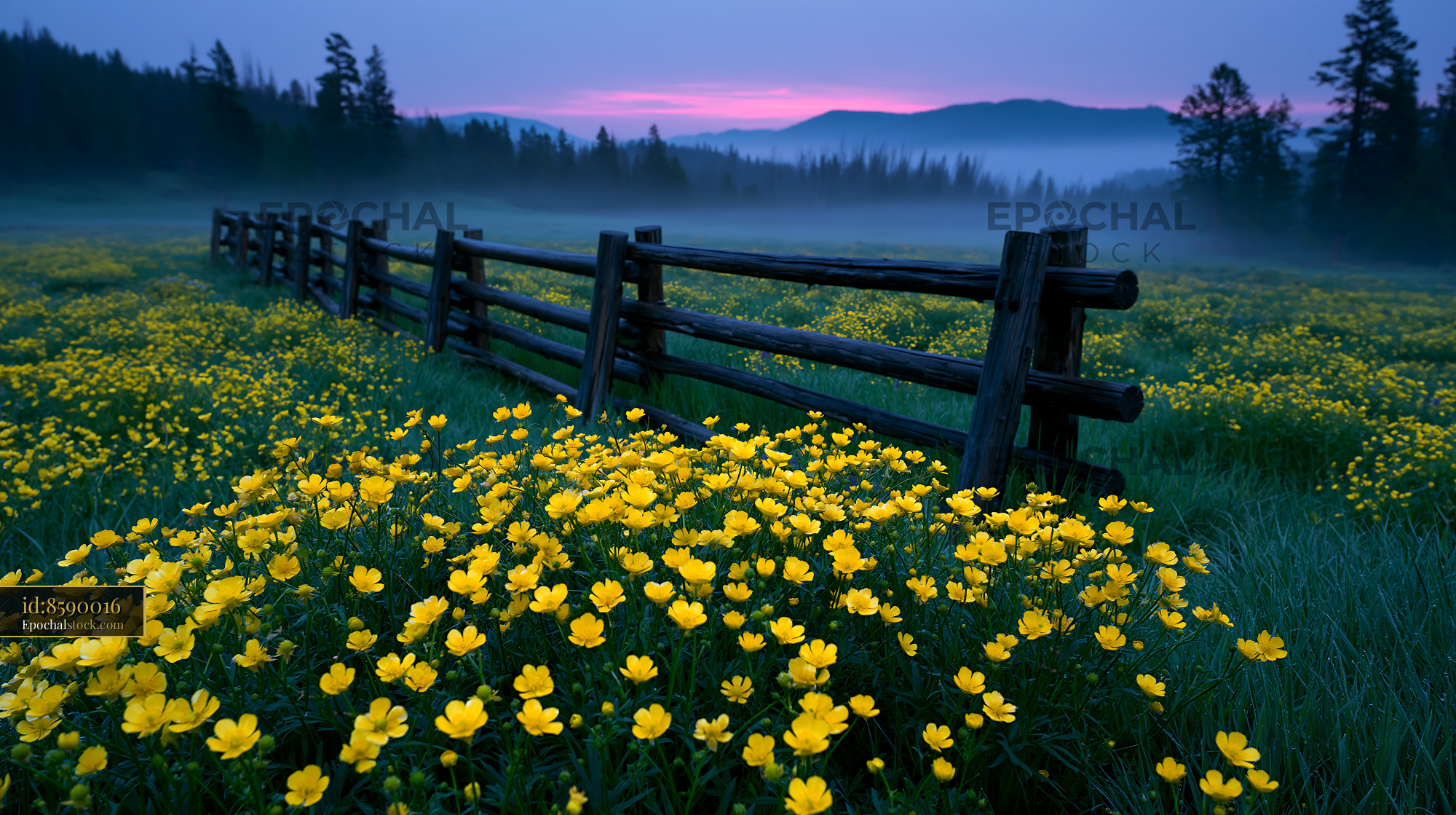 Glacier Buttercups Bloom in a Meadow at Dawn in the Mountains
