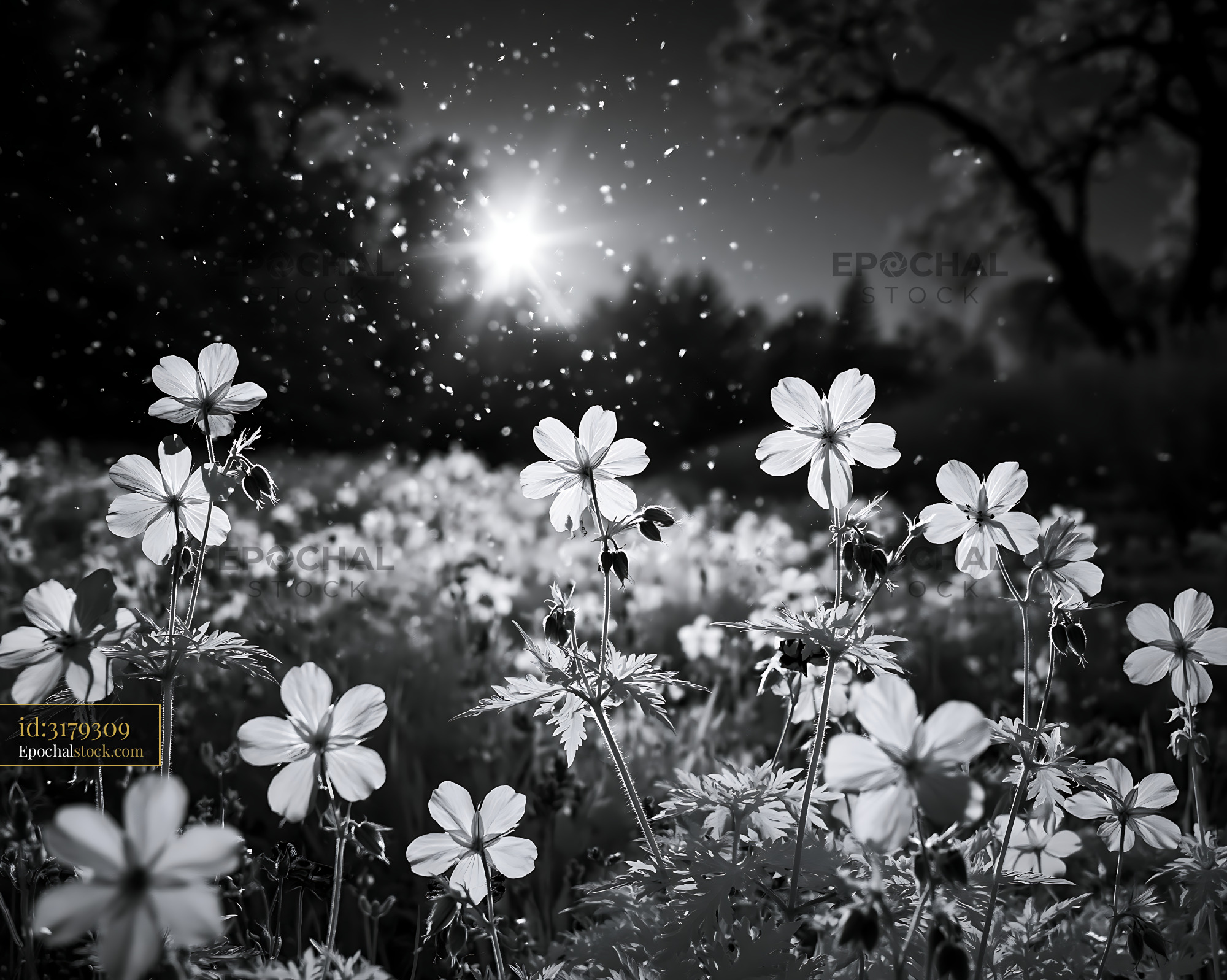 Watermarked full-resolution preview of Flowers bloom in sunlight with falling pollen in a field