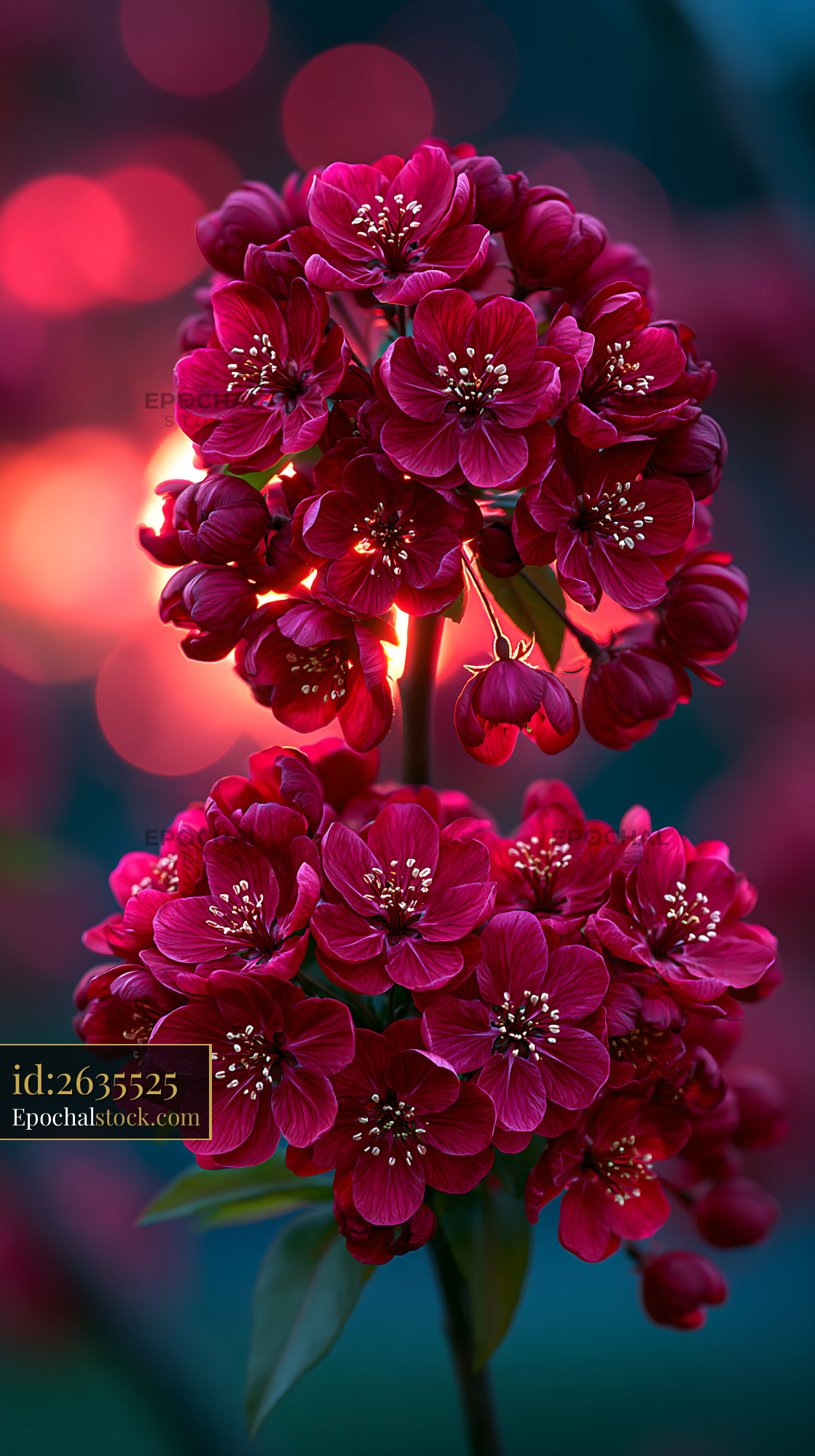 Watermarked full-resolution preview of Red flowers with bright background at sunset