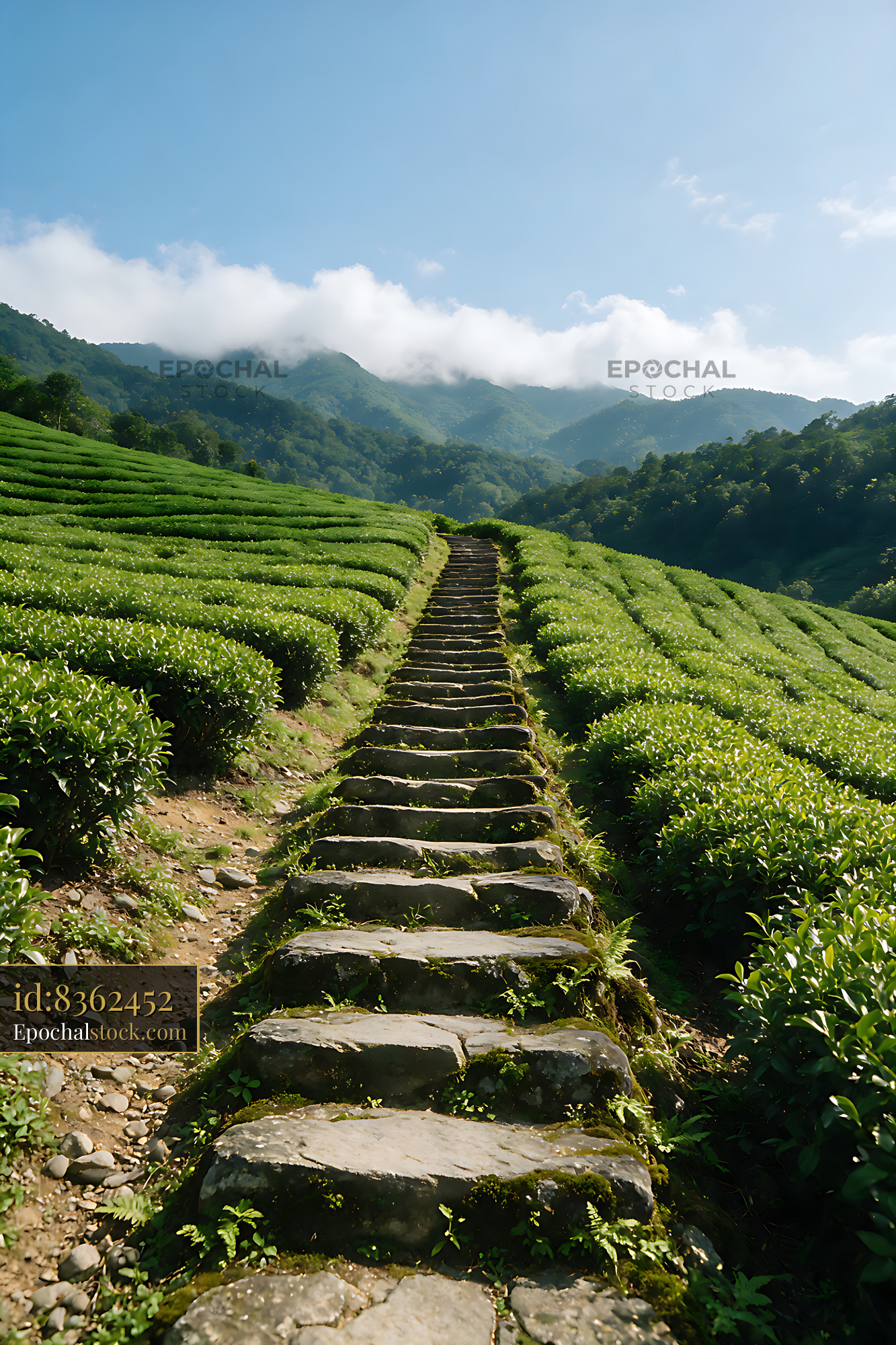 Watermarked full-resolution preview of Tea plantation path beneath cloudy mountain peaks