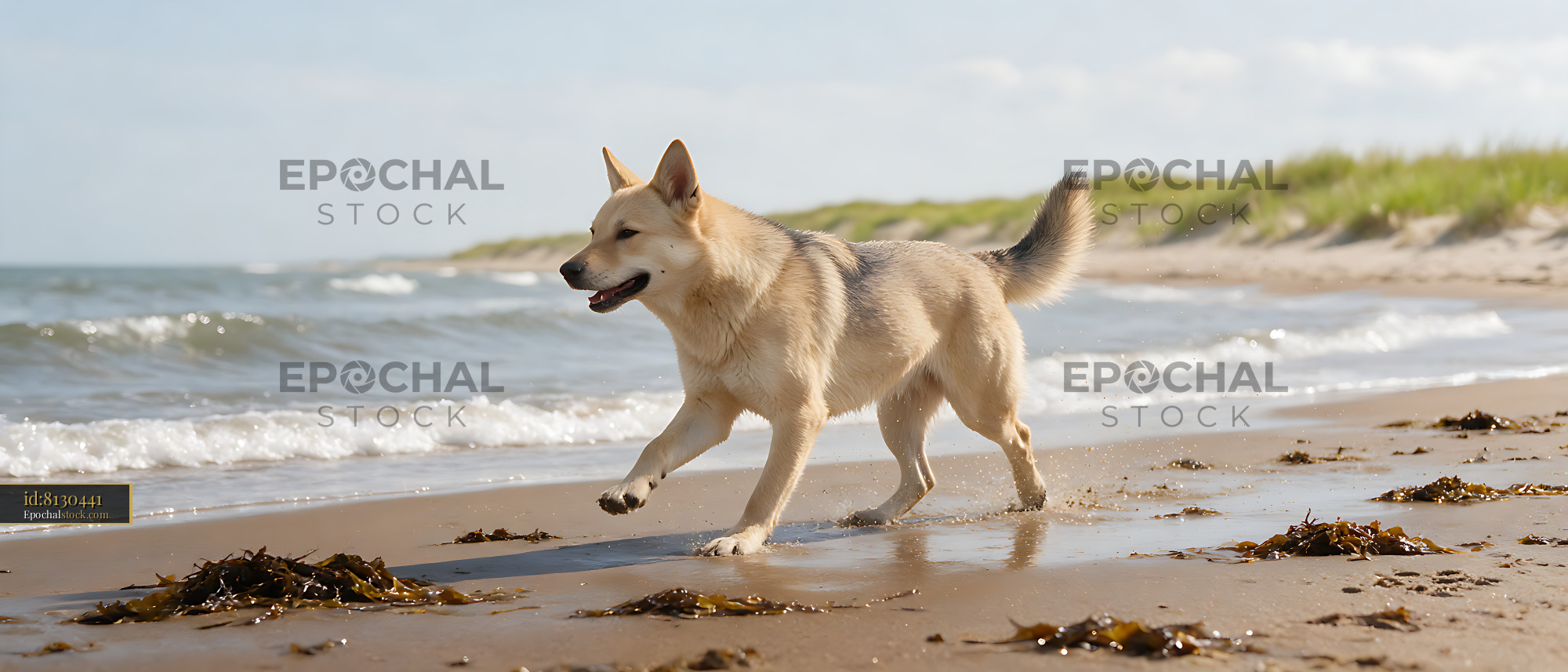 Watermarked full-resolution preview of Cream-colored dog running beside ocean waves