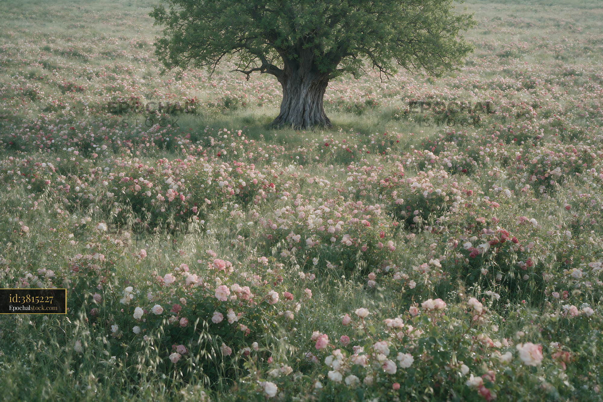 Watermarked full-resolution preview of Field of roses with a single tree in the center