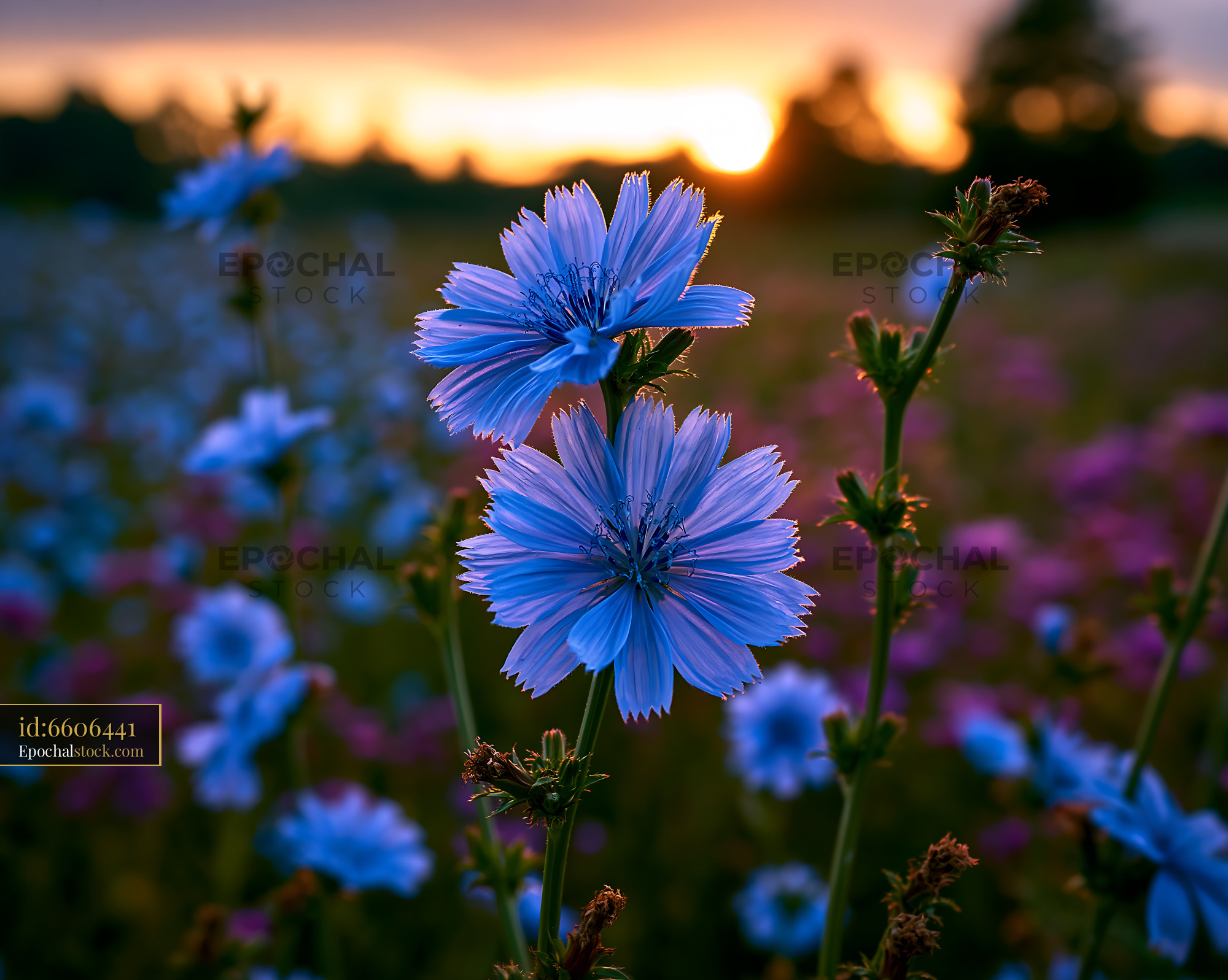 Watermarked full-resolution preview of Blue flowers blooming at sunset in a field
