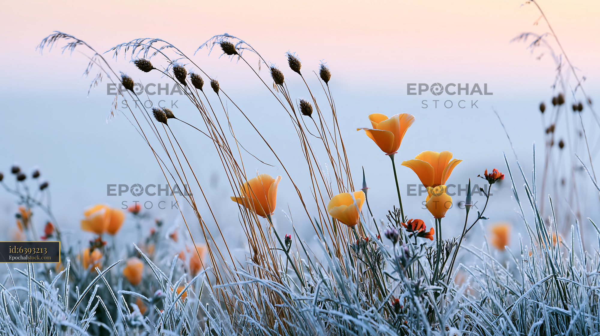 Watermarked full-resolution preview of Frost-covered flowers and grass in the early morning light