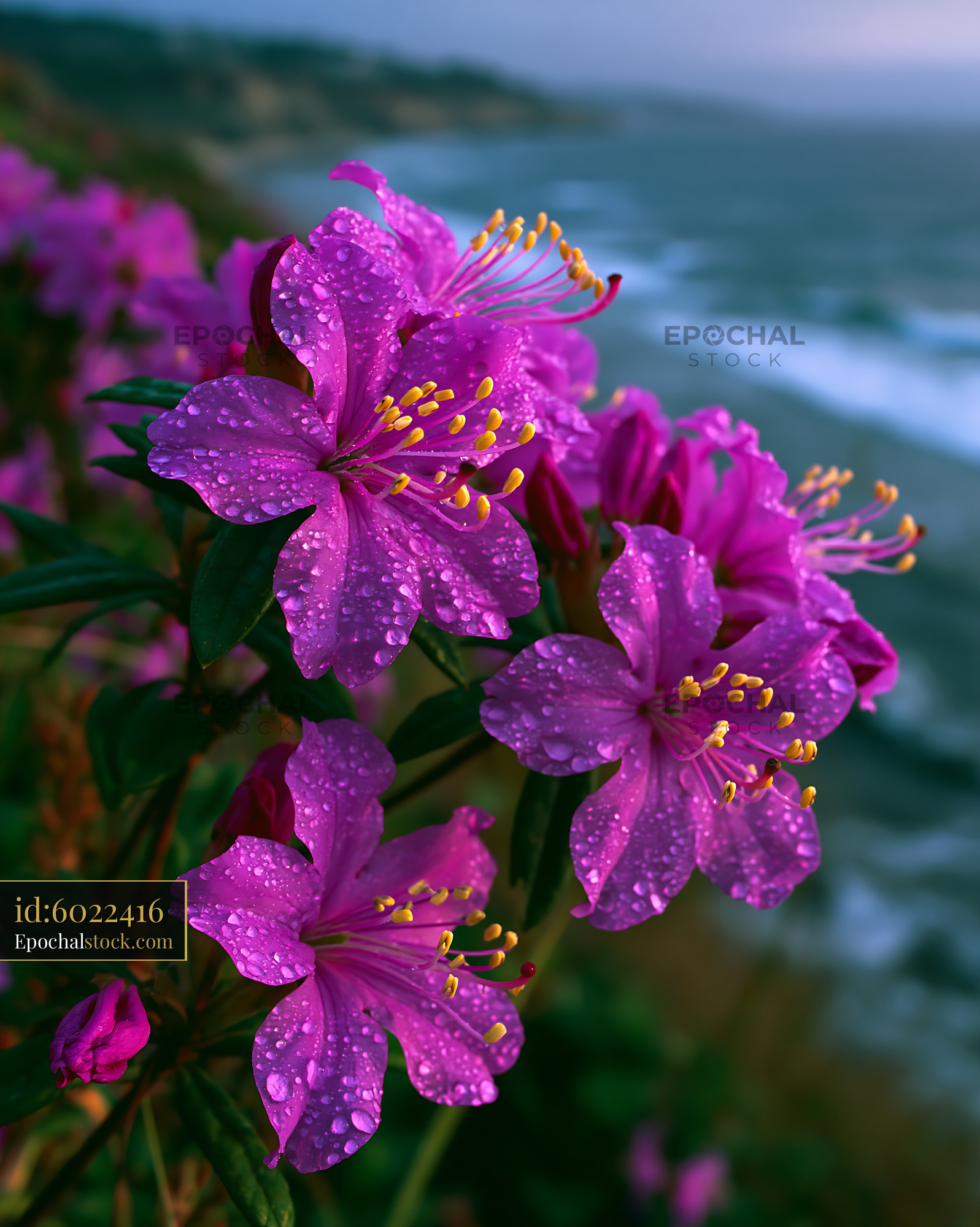 Watermarked full-resolution preview of Pink flowers with water droplets near the ocean
