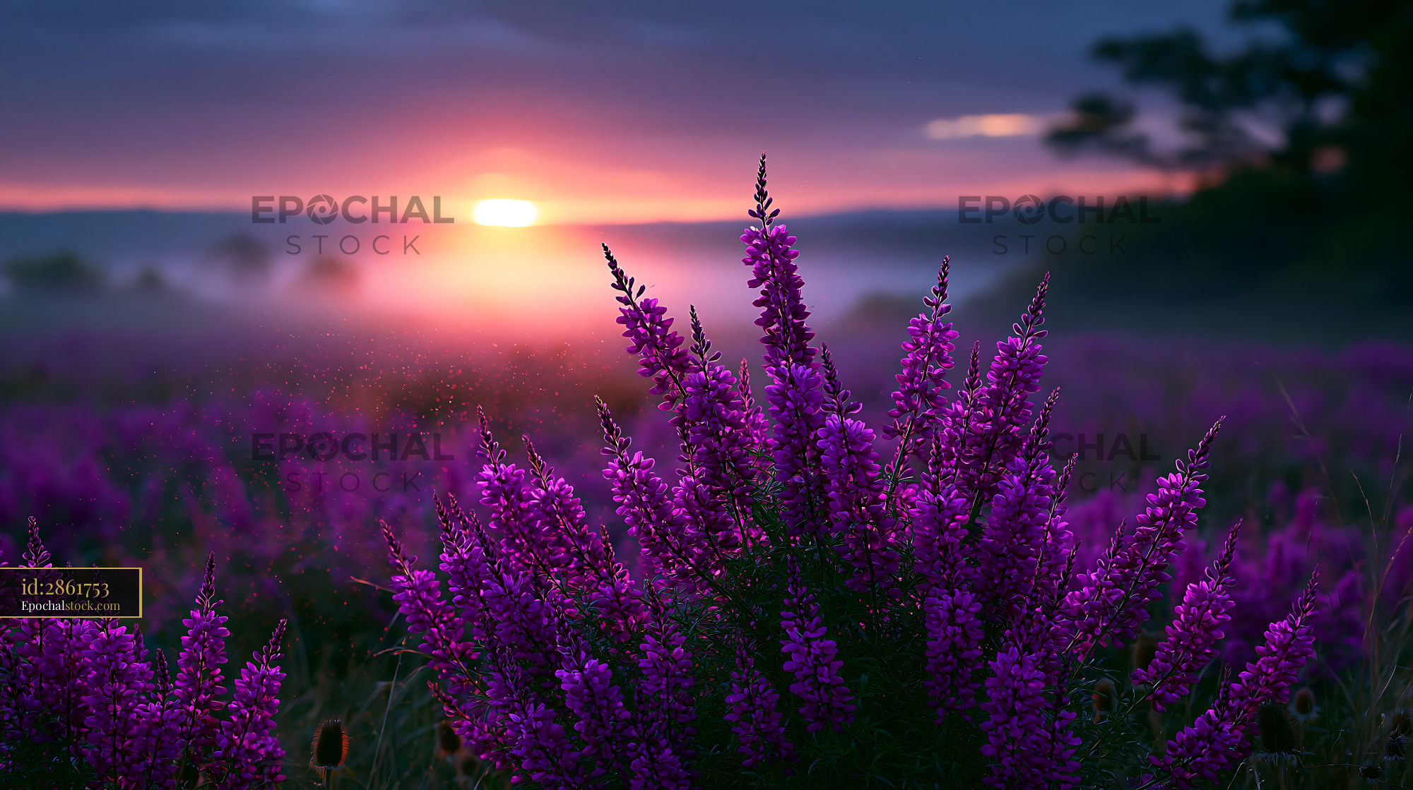Watermarked full-resolution preview of Sunrise over purple flowers in a misty field