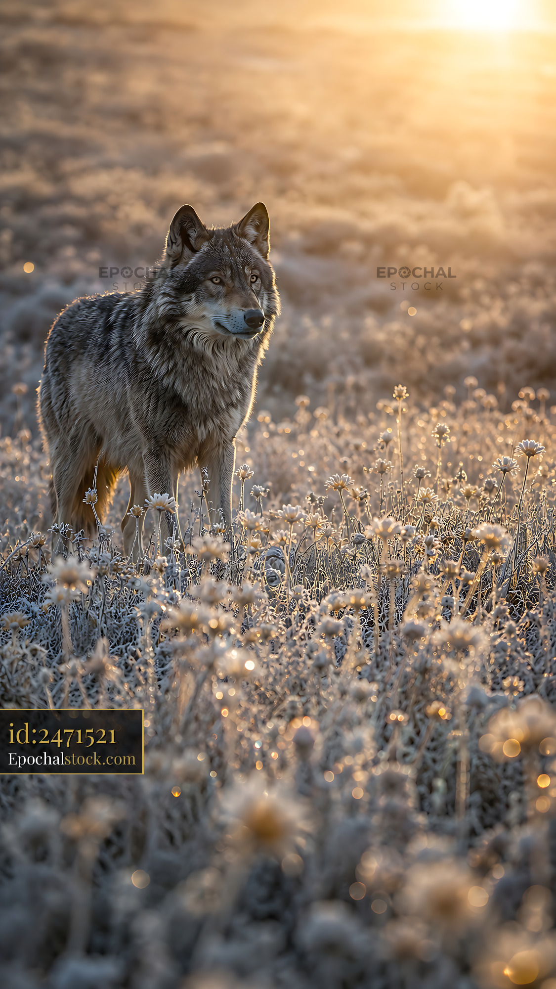 Watermarked full-resolution preview of Wolf standing in a field during sunset