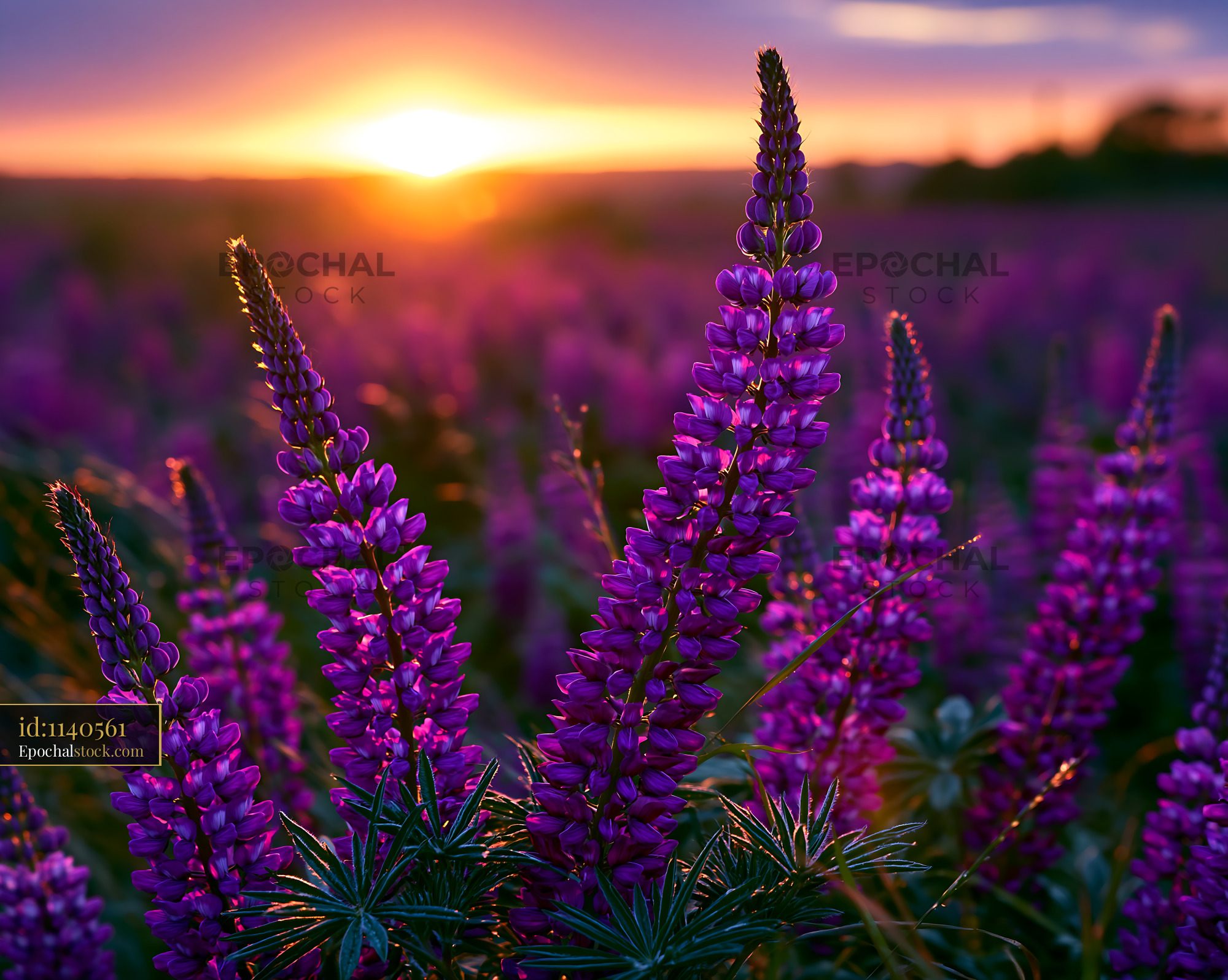 Watermarked full-resolution preview of Sunset over purple flowers in a field