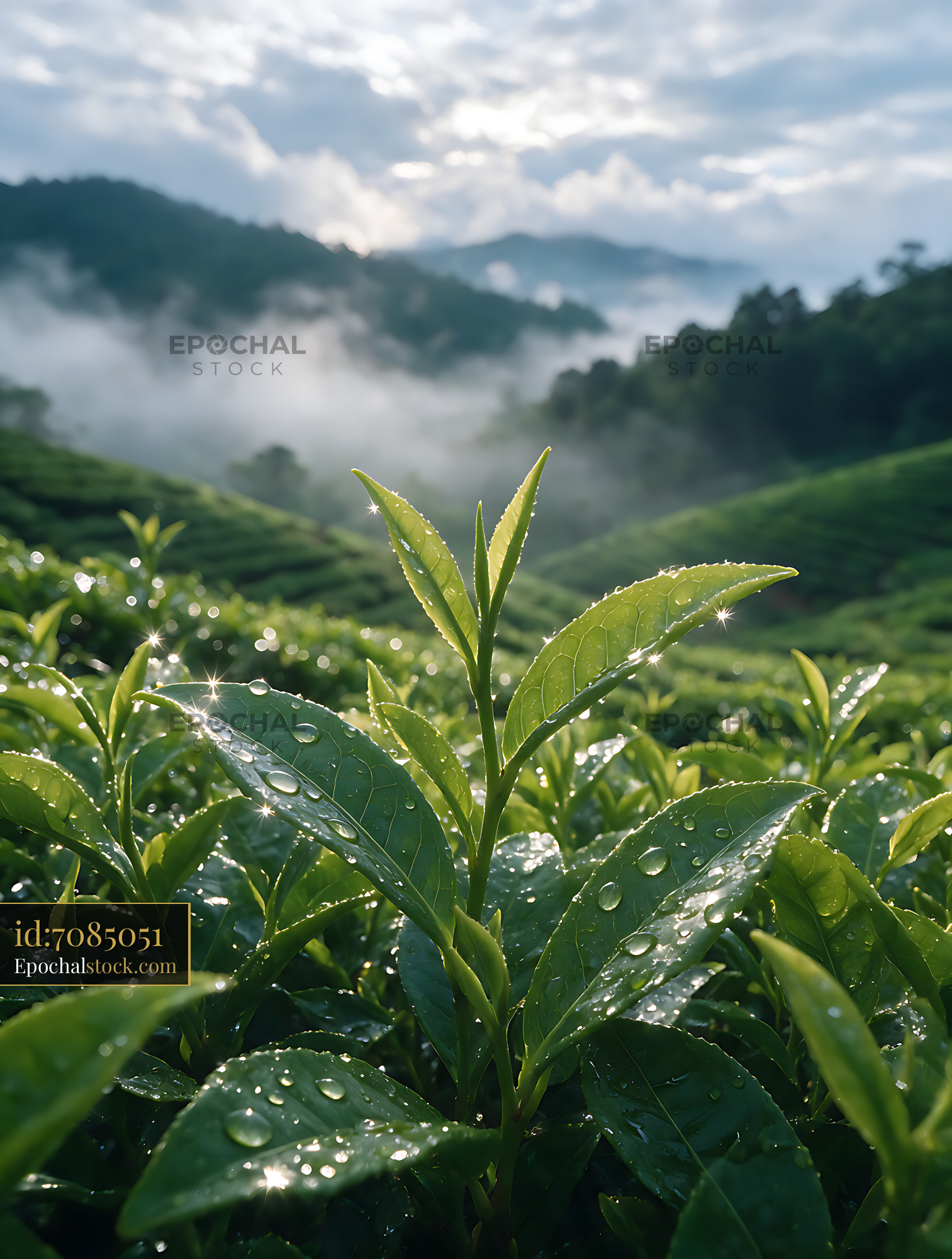 Watermarked full-resolution preview of Fresh Tea Leaves with Mountain Valley View