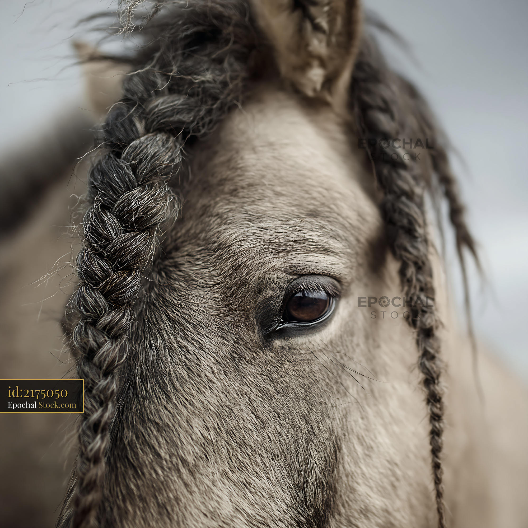 Close up portrait of a dun horse with braided mane