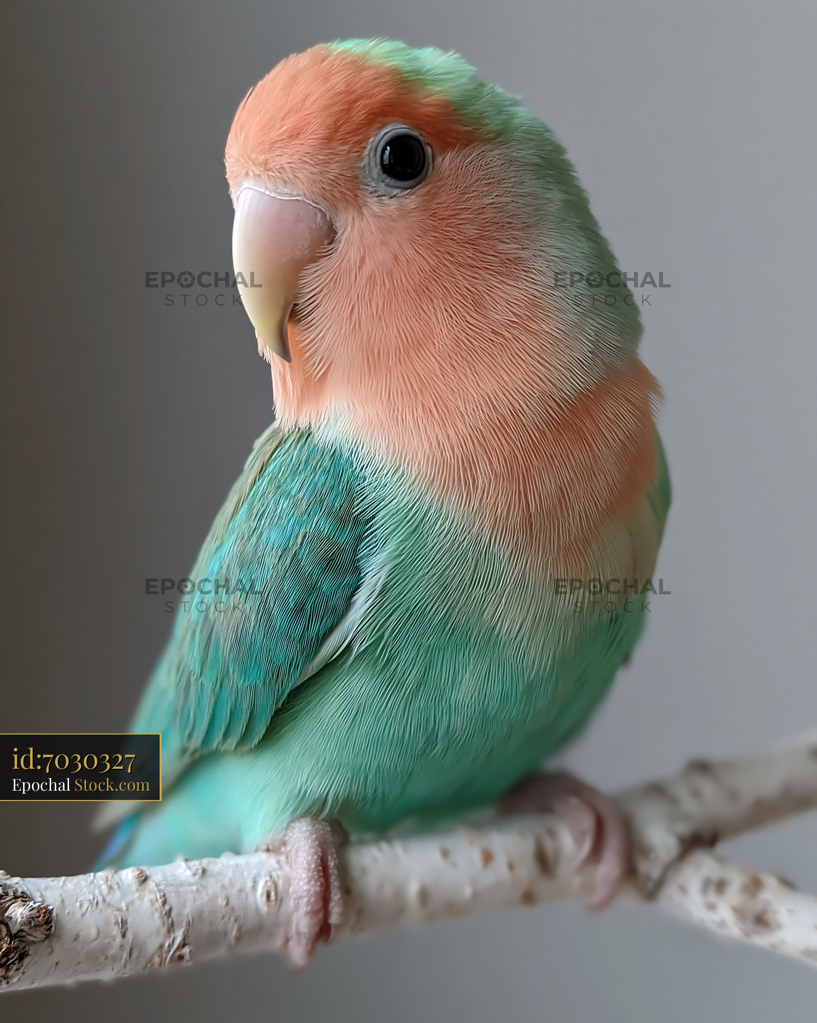 Pastel colored lovebird perched on a white birch branch