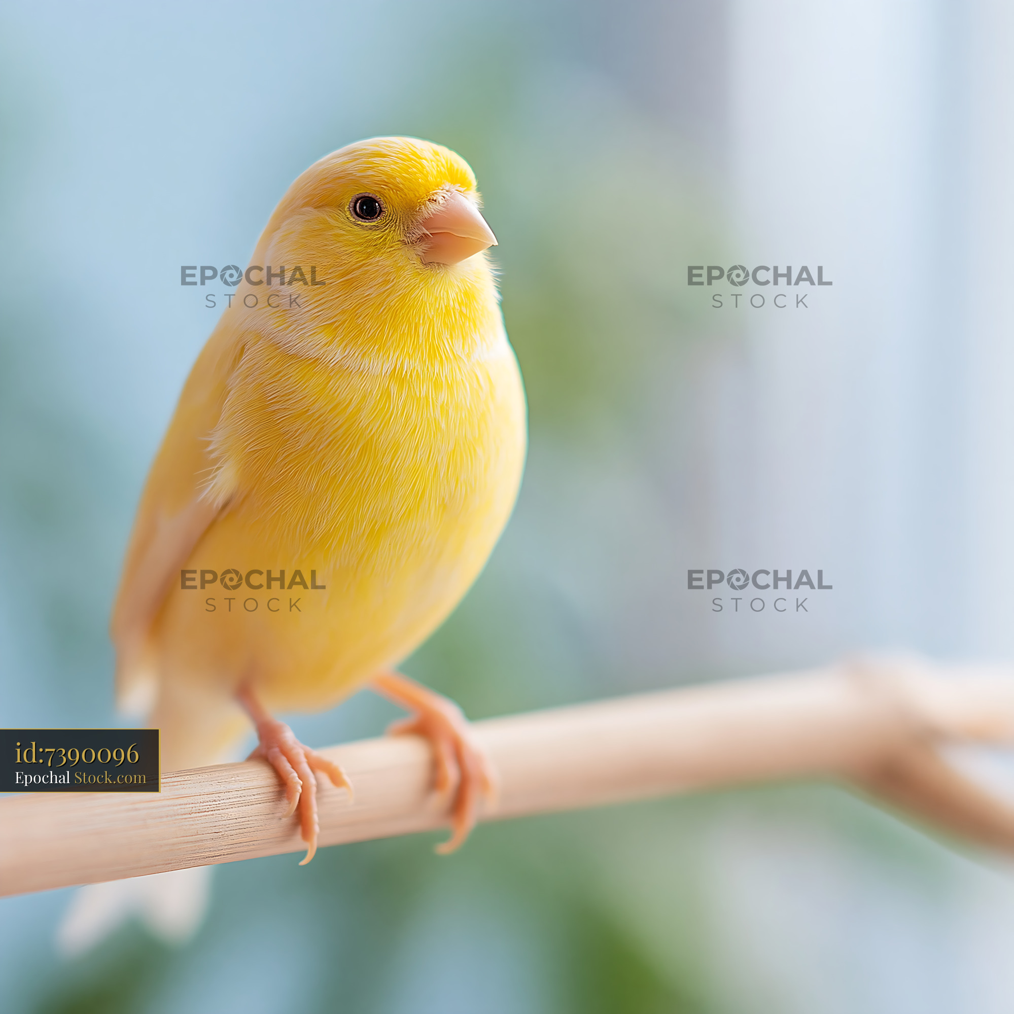 Yellow canary perched on wooden branch with soft blurred background - stock photo