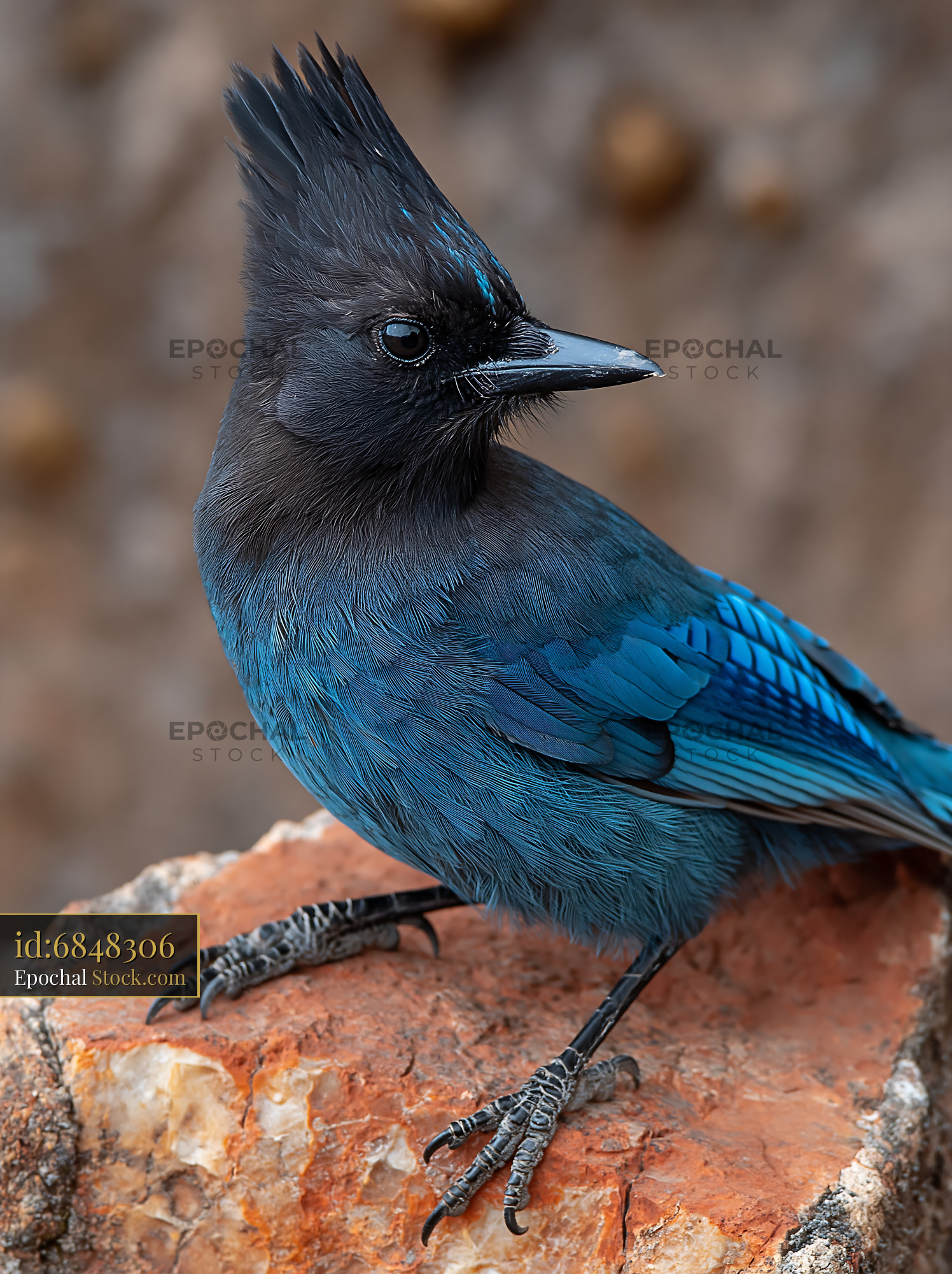 Steller's jay perched on a red rock in a natural mountain setting - stock photo