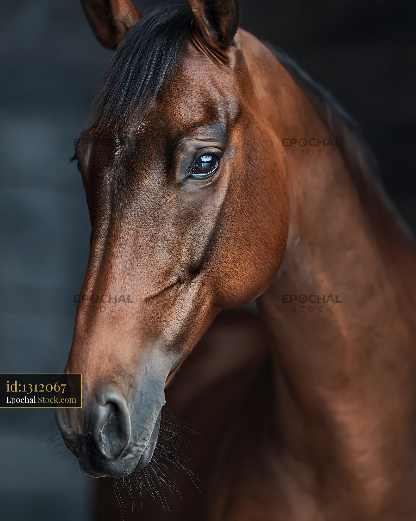 Portrait of a noble bay horse with soulful eyes on a dark background