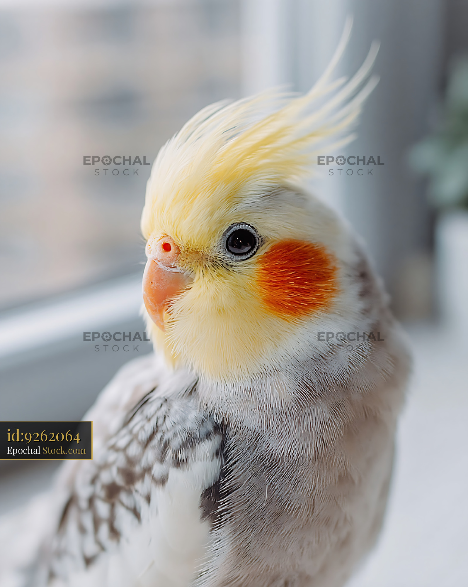 Close-up portrait of a cute cockatiel parrot with a yellow crest