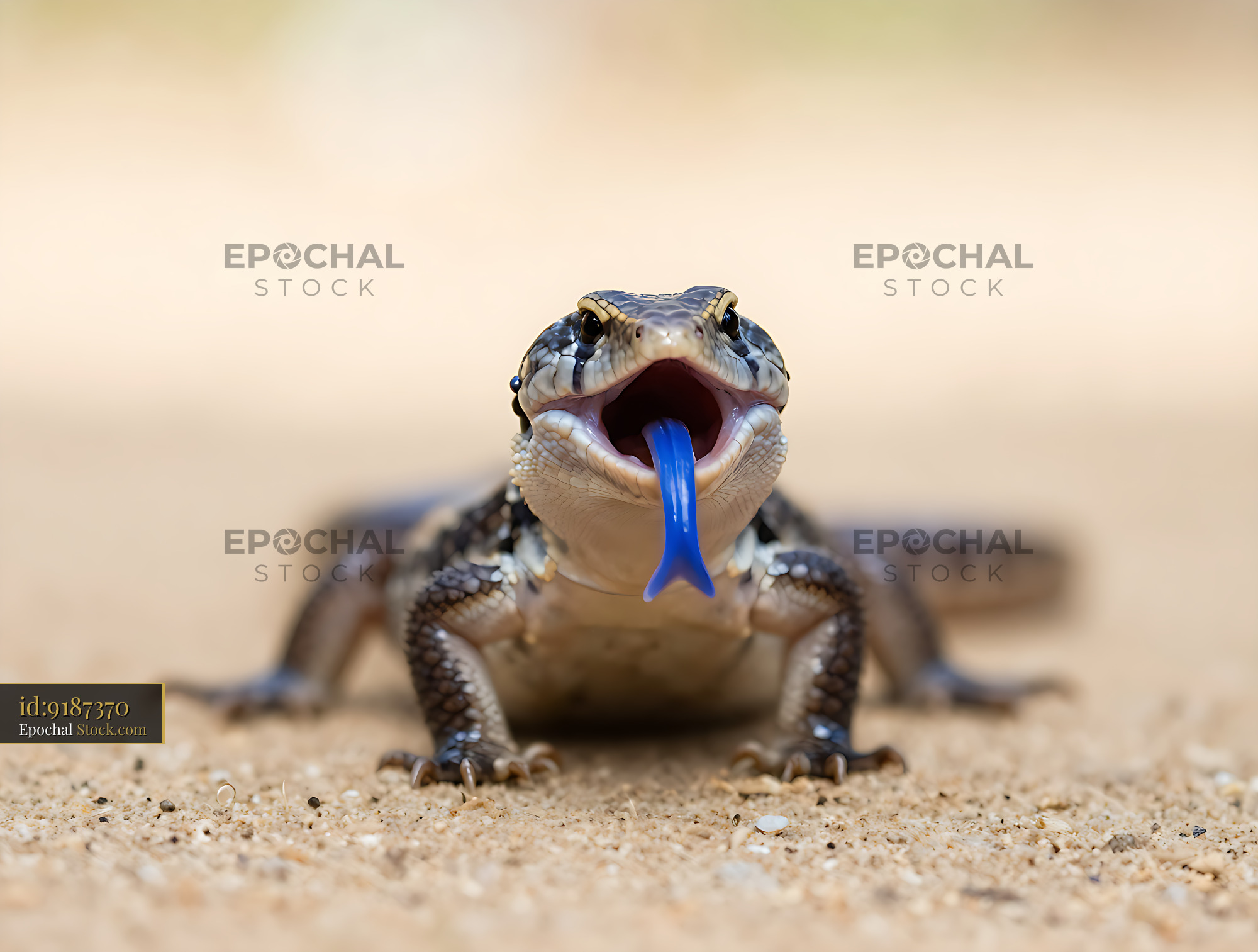 Blue-tongued skink lizard with open mouth showing its bright blue tong - stock photo