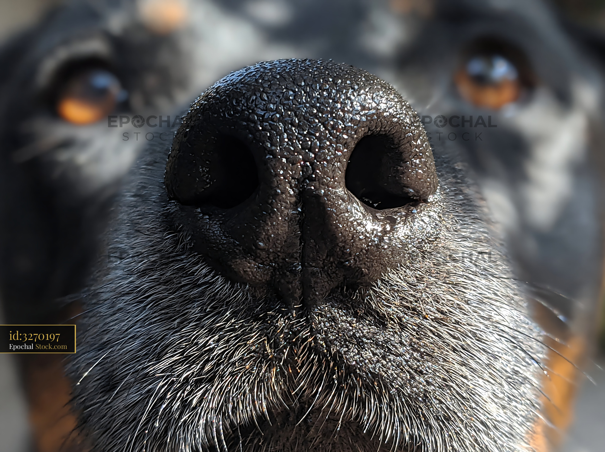 Extreme close up of a wet dog nose with curious amber eyes in bokeh - stock photo