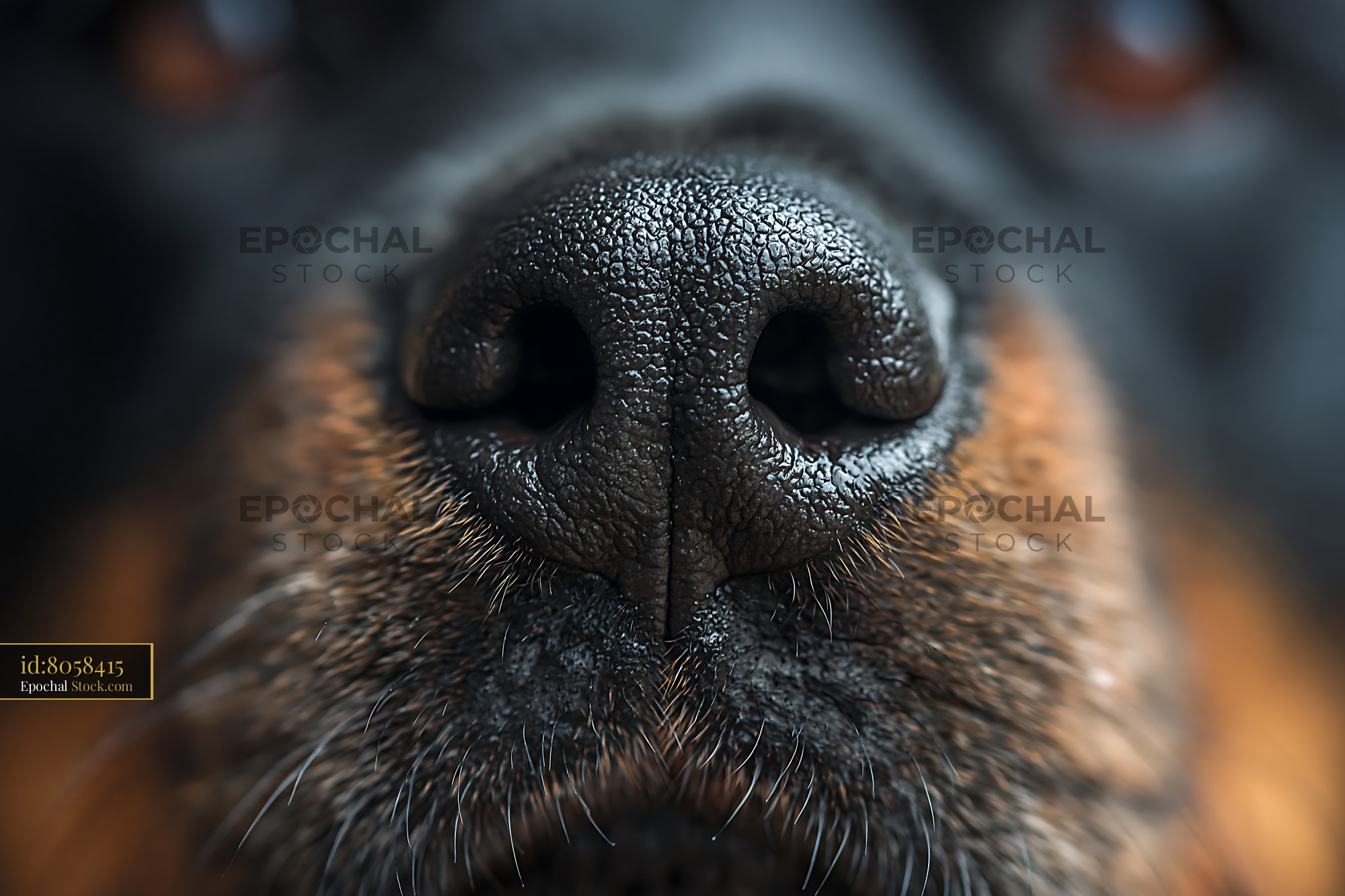 Extreme close up of a wet black dog nose and whiskers - stock photo