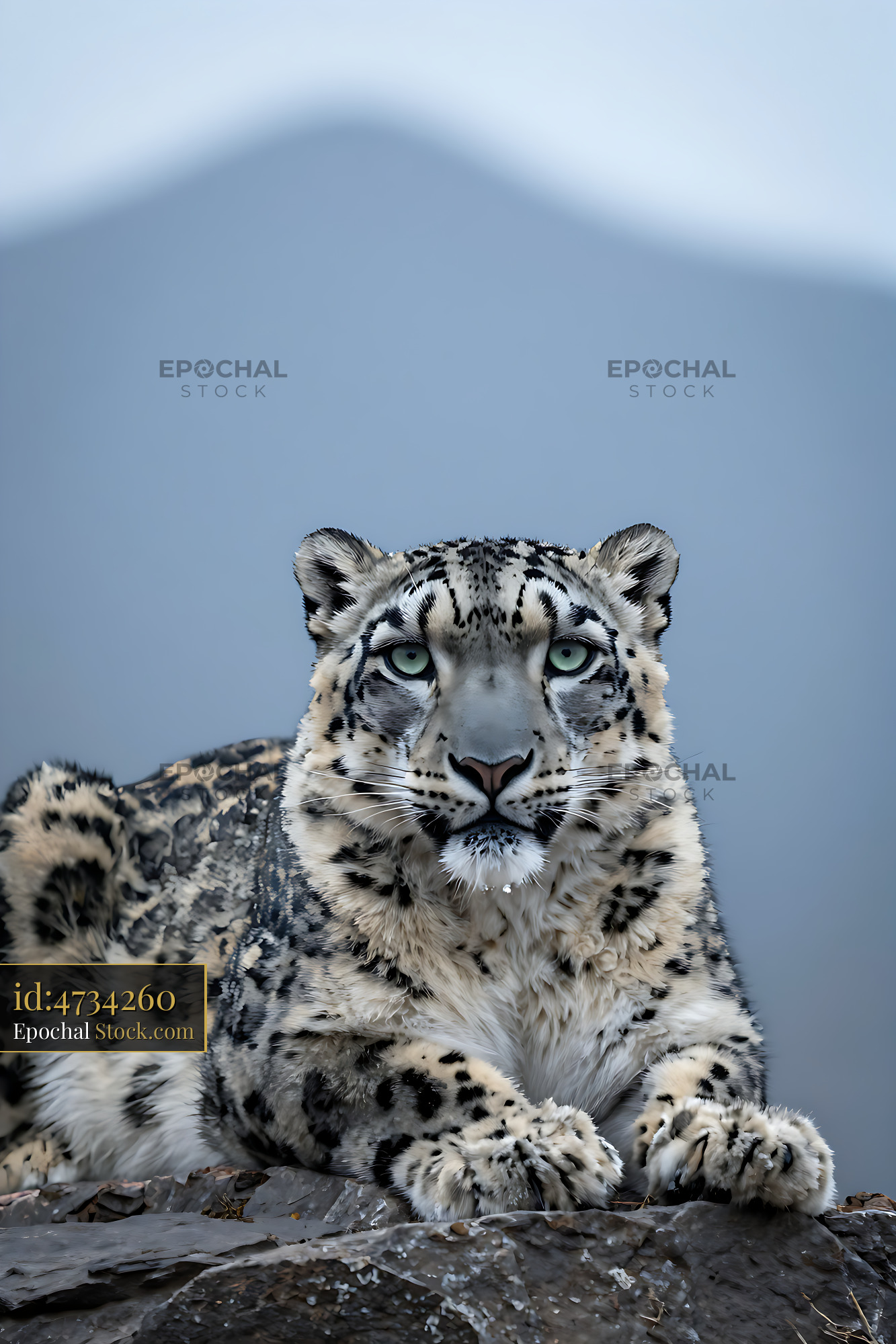 Majestic snow leopard resting on a mountain rock - stock photo