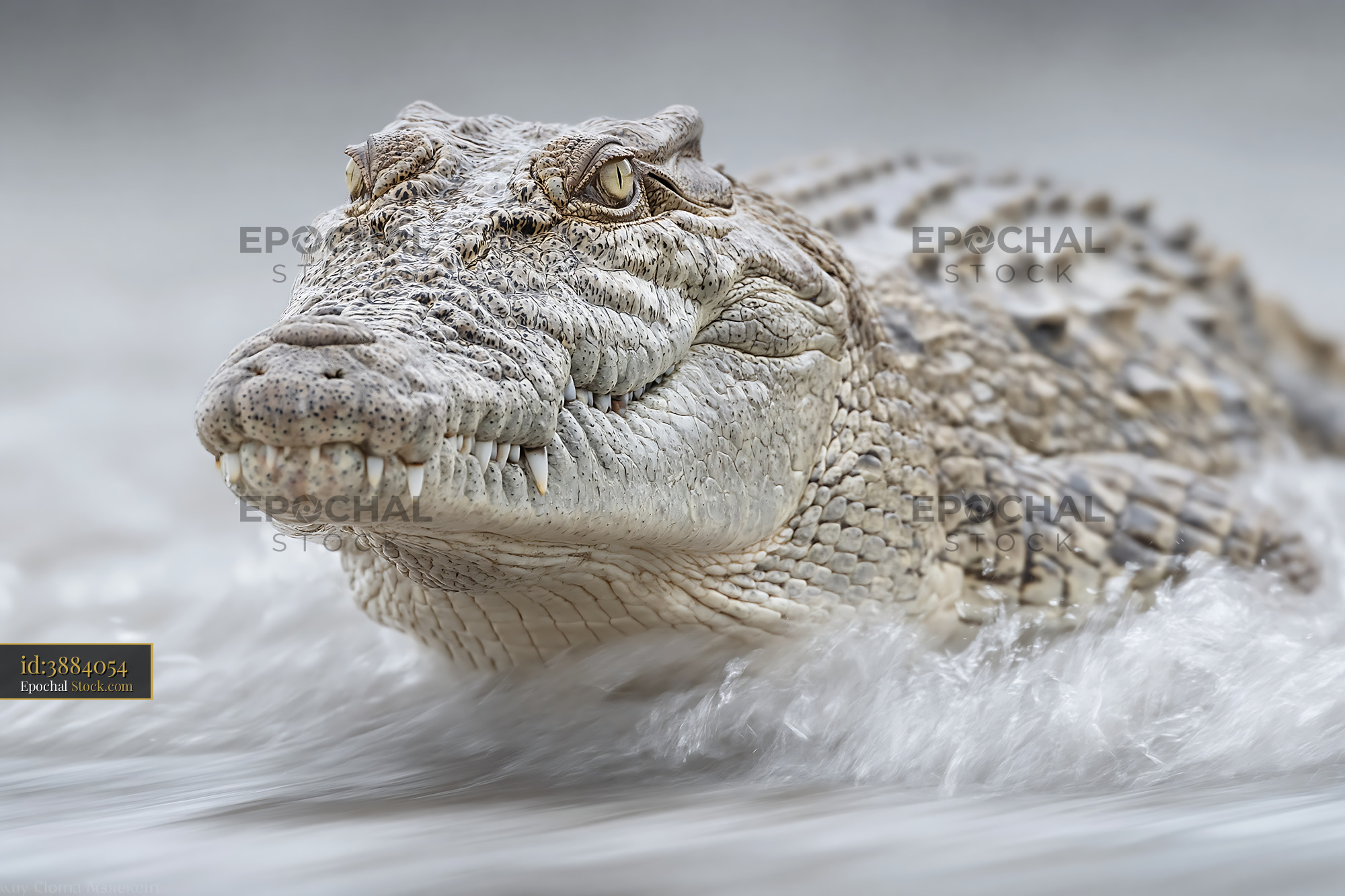 Close-up portrait of a saltwater crocodile emerging from the water - stock photo