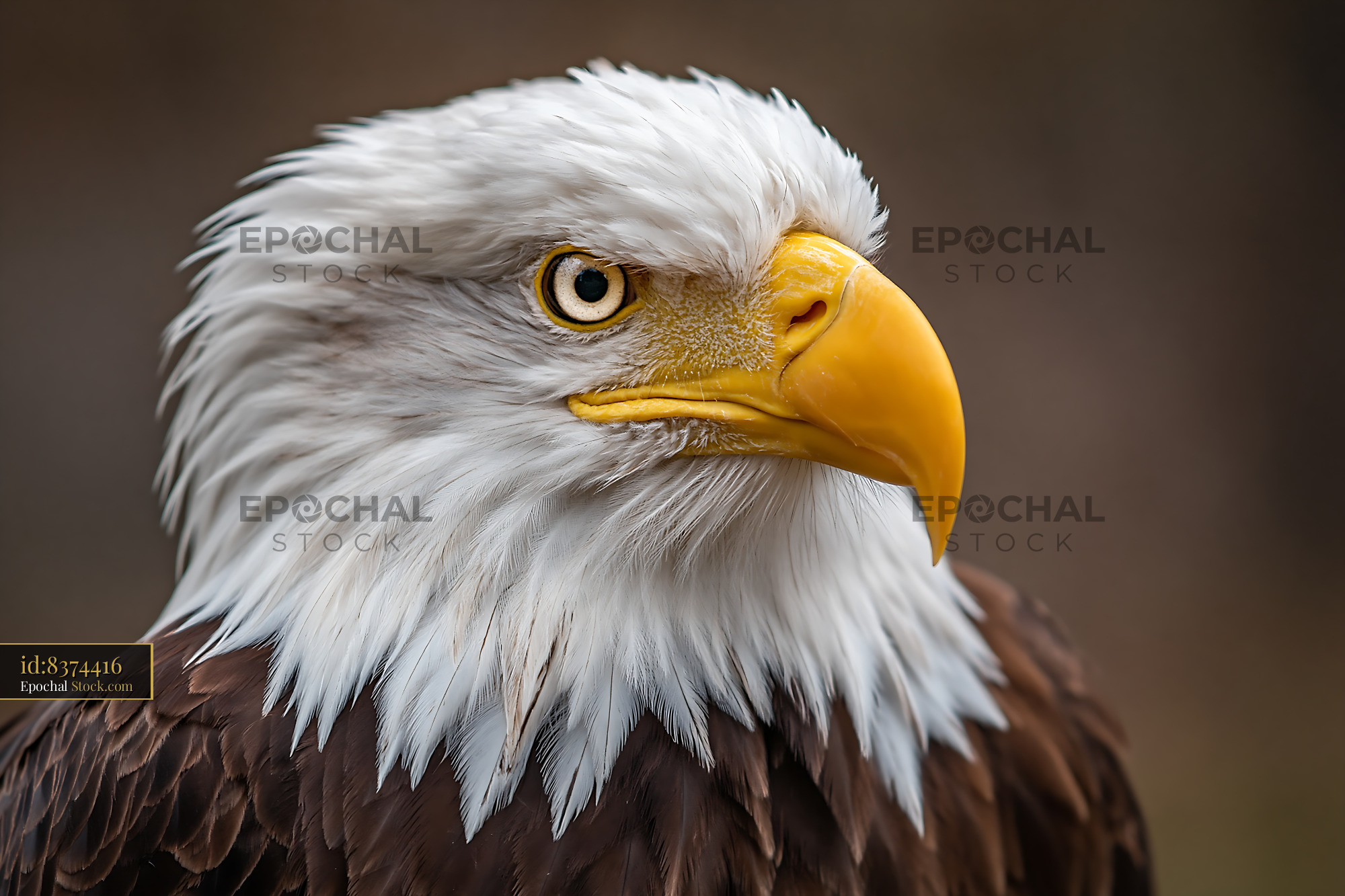 Majestic bald eagle portrait with intense gaze and yellow beak - stock photo