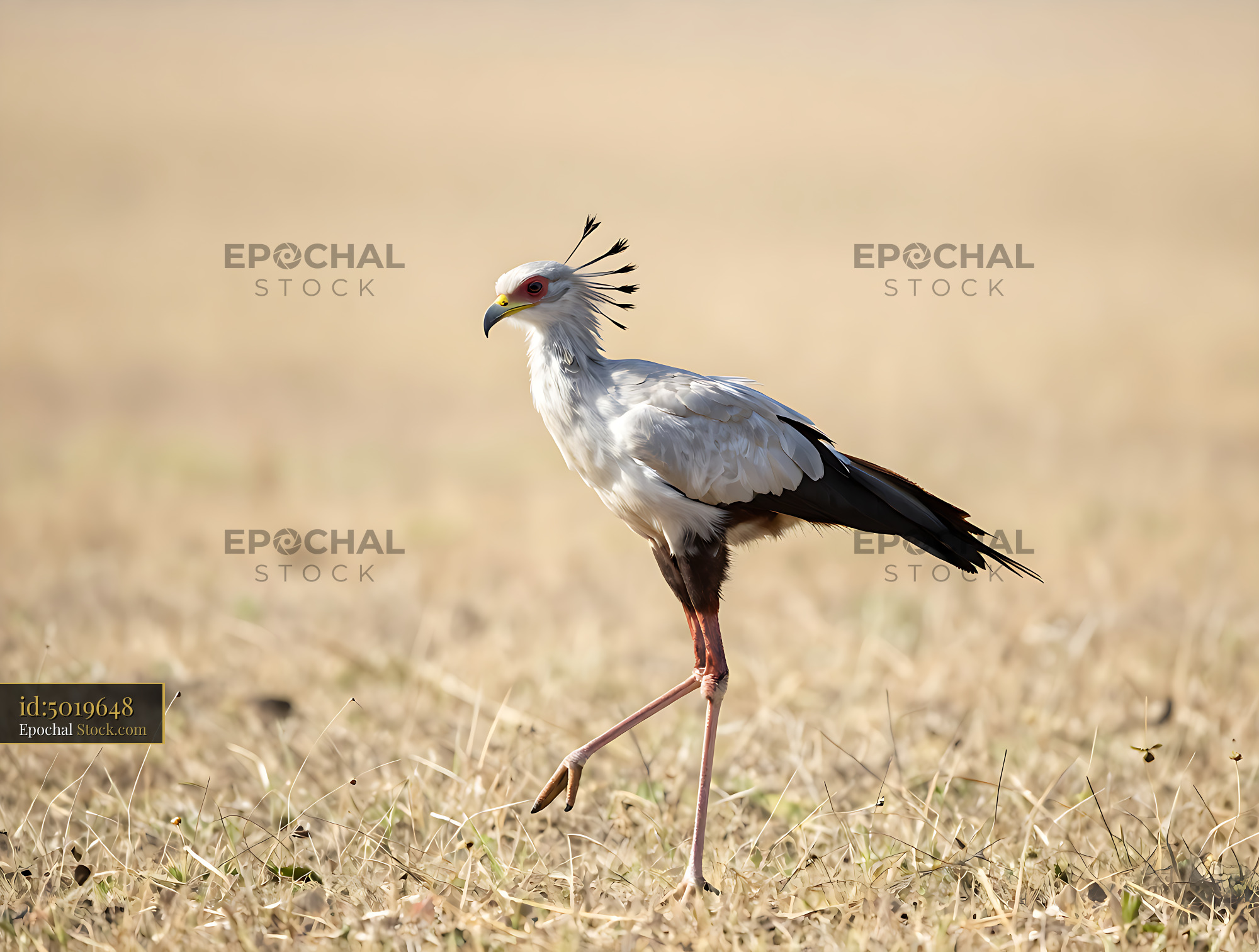 Secretary bird walking through dry savanna grass at golden hour - stock photo