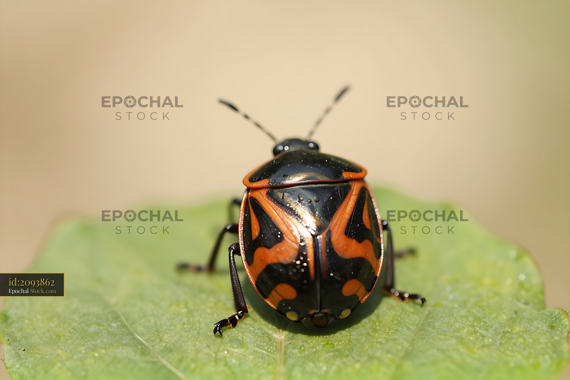 Macro shot of a colorful shield bug resting on a green leaf