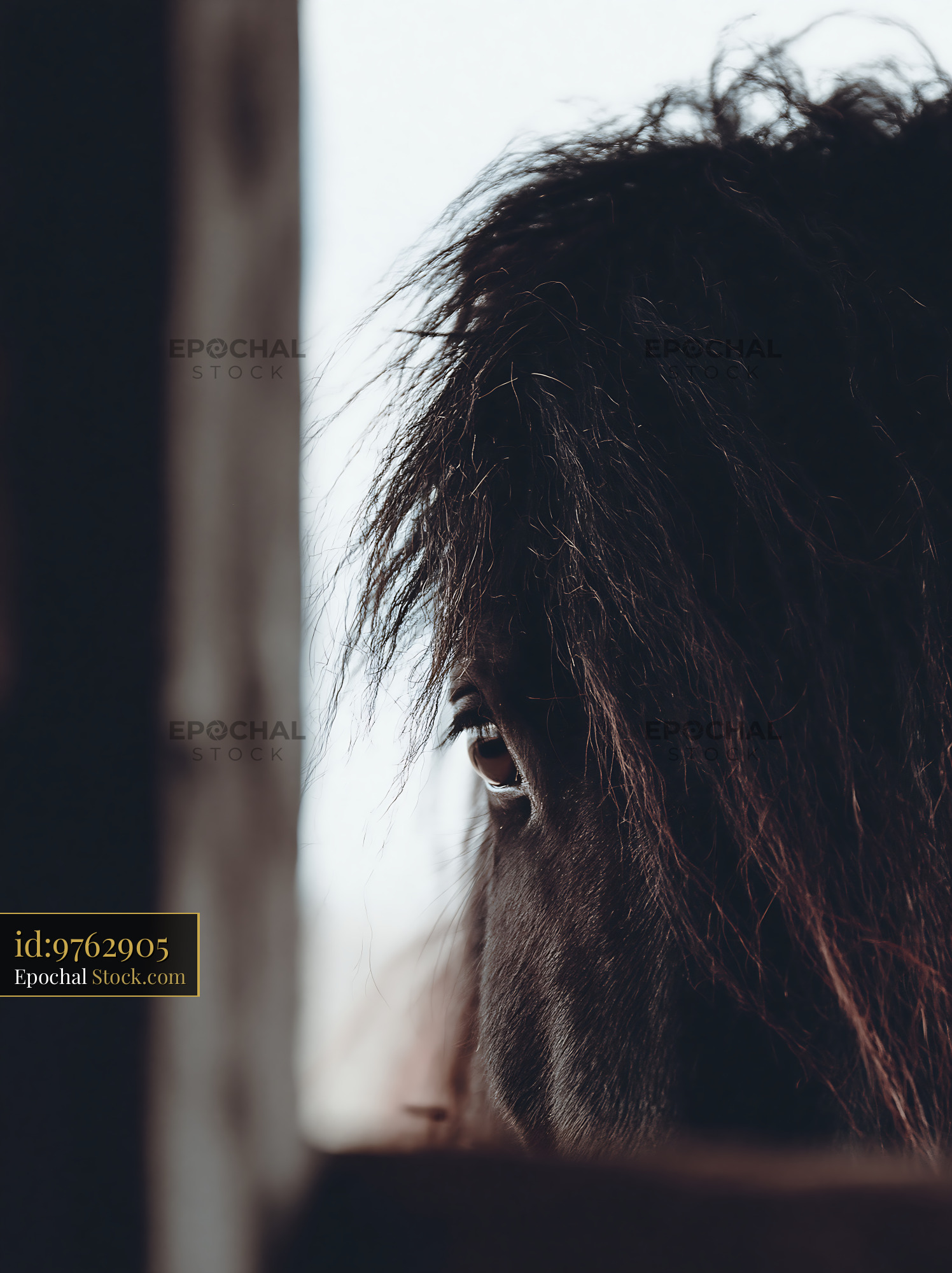 Close-up of a dark horse looking through a wooden gap