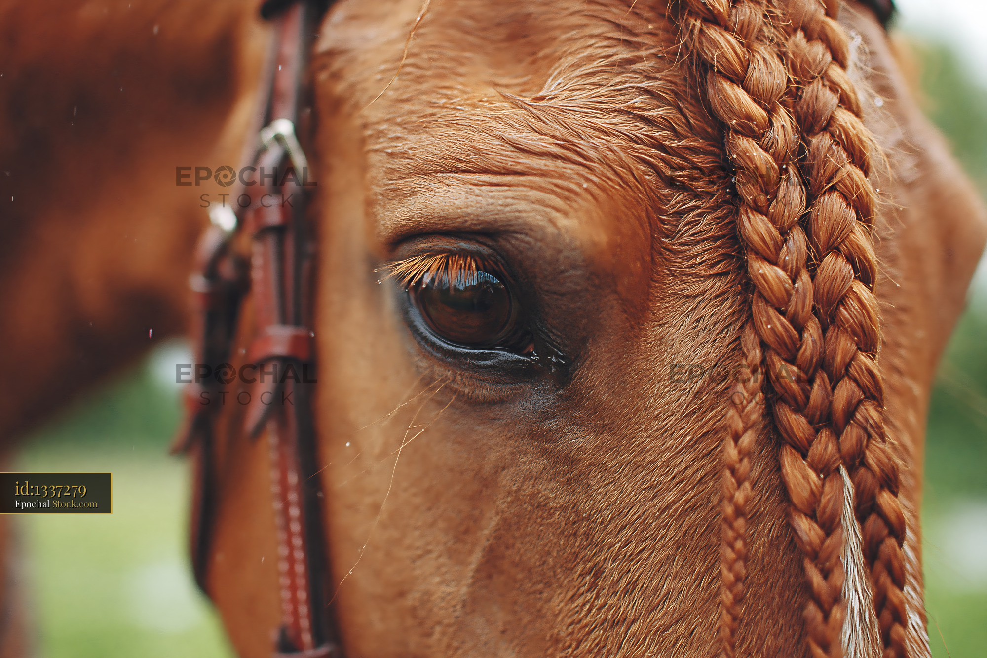 Close up of a chestnut horse eye with a braided mane and bridle