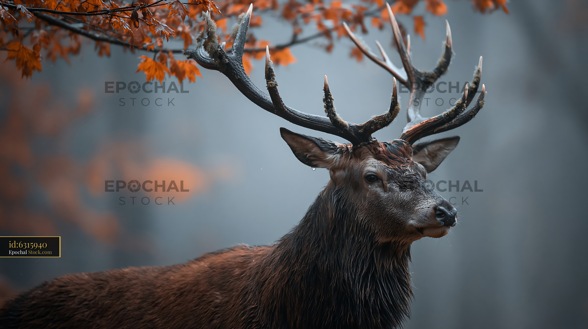 Majestic red deer stag in misty autumn woods with orange leaves - stock photo