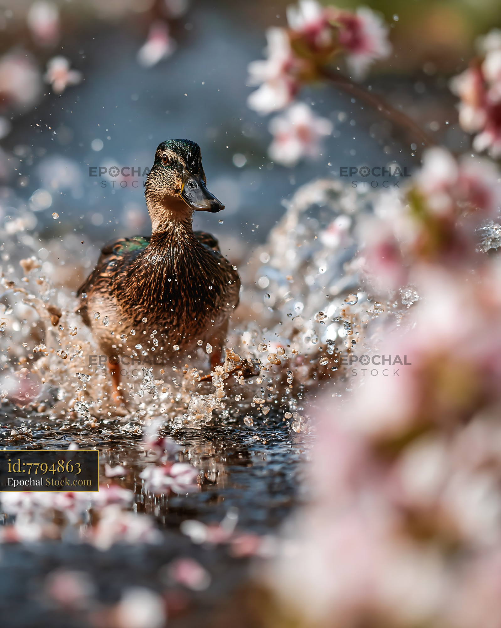 Female mallard duck splashing with cherry blossoms at Bear River - stock photo