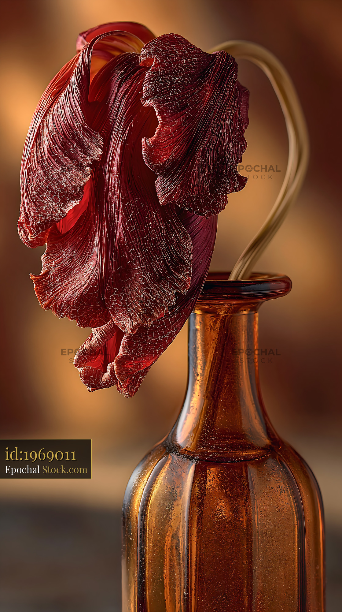 Wilted red tulip in an amber glass vase with warm bokeh background - stock photo