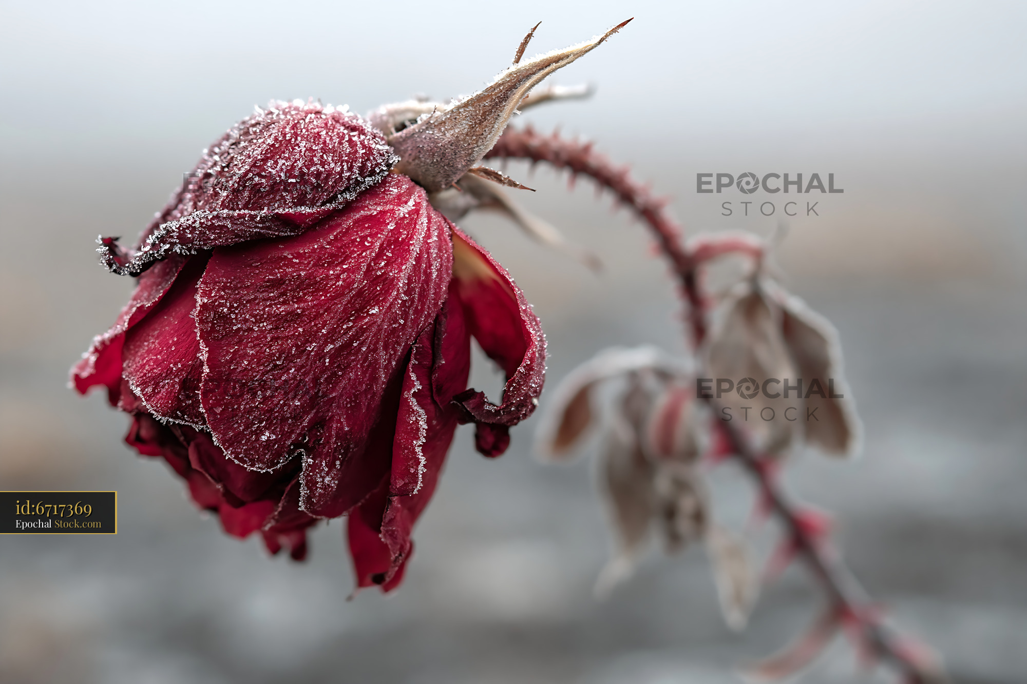 Frozen red rose covered in frost during cold winter morning - stock photo
