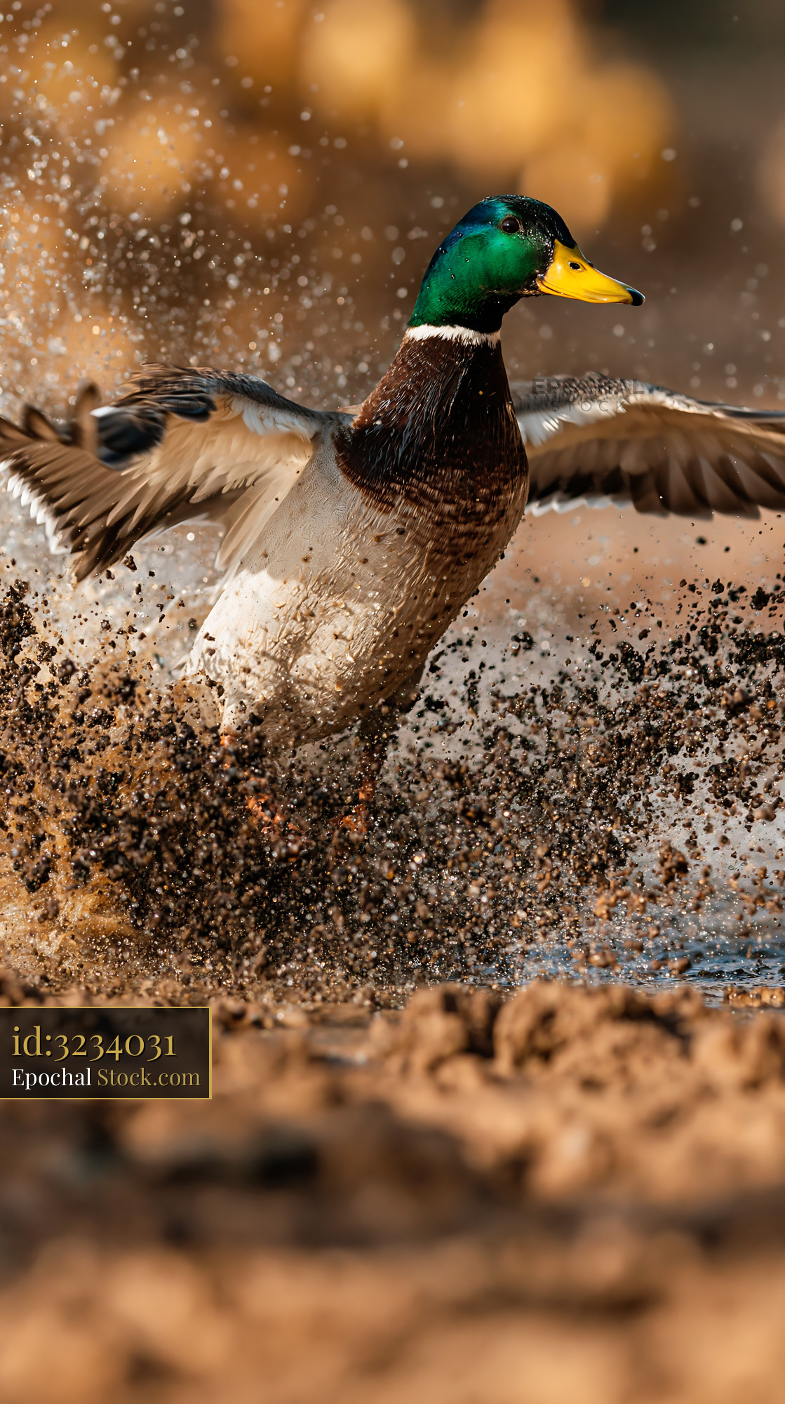 Male mallard duck splashing through mud at Bear River during rain - stock photo